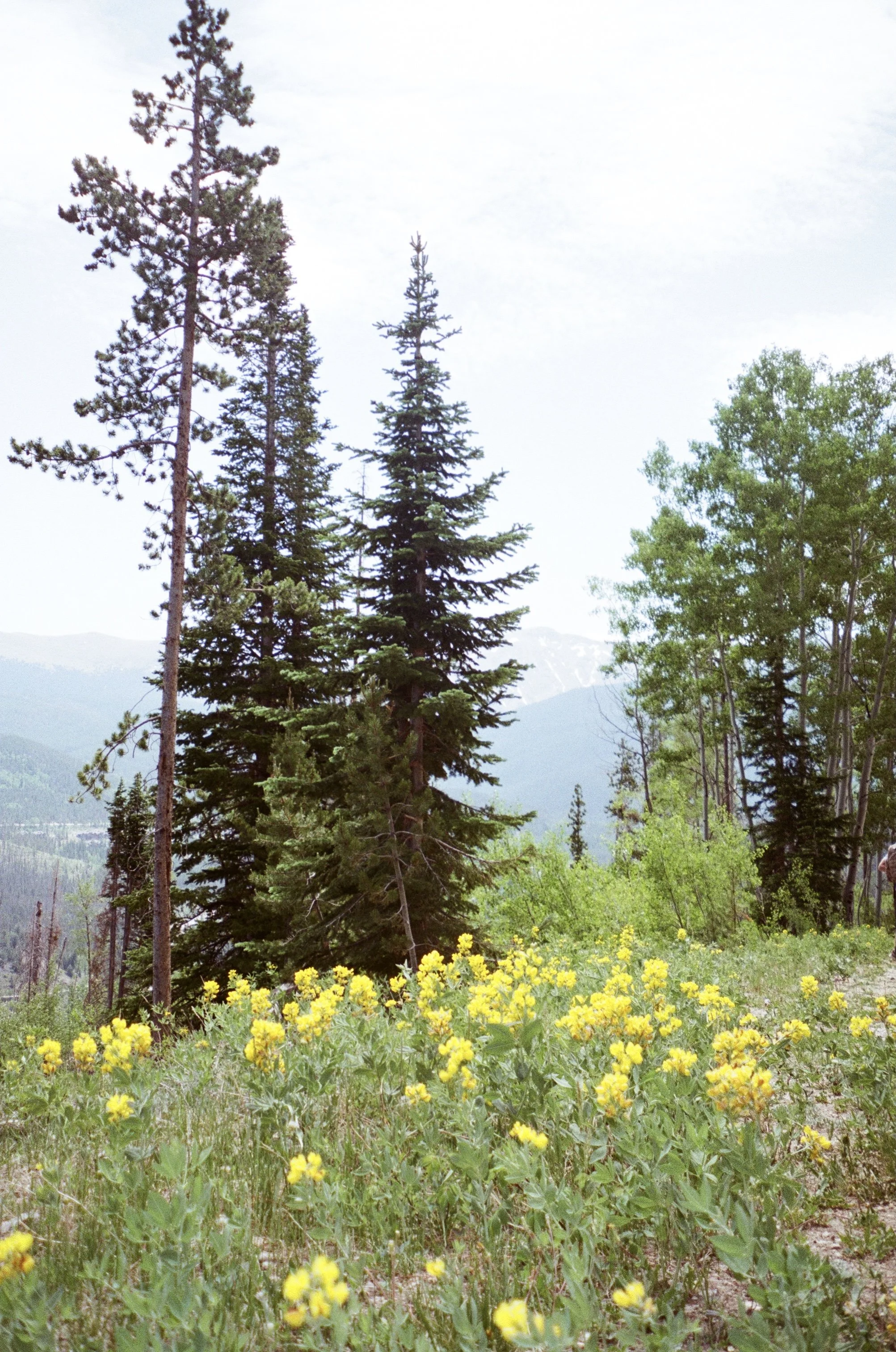A natural landscape with yellow flowers in the foreground, tall pine trees in the middle, and distant mountains under a cloudy sky.