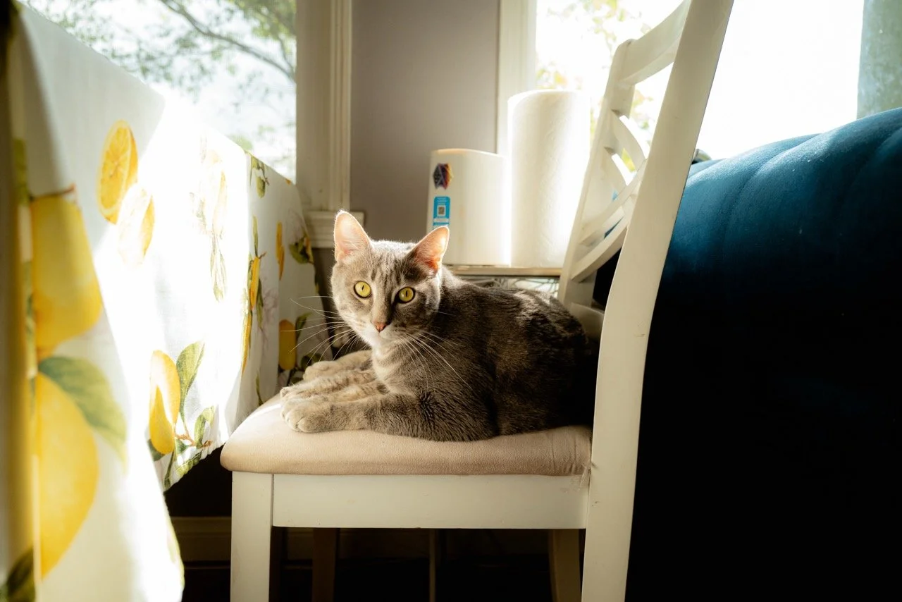 Gray tabby cat with yellow eyes laying on a cream-colored chair next to a window with sunlight, a table with lemon-patterned tablecloth on the left, and paper towel rolls on a stand behind the cat.
