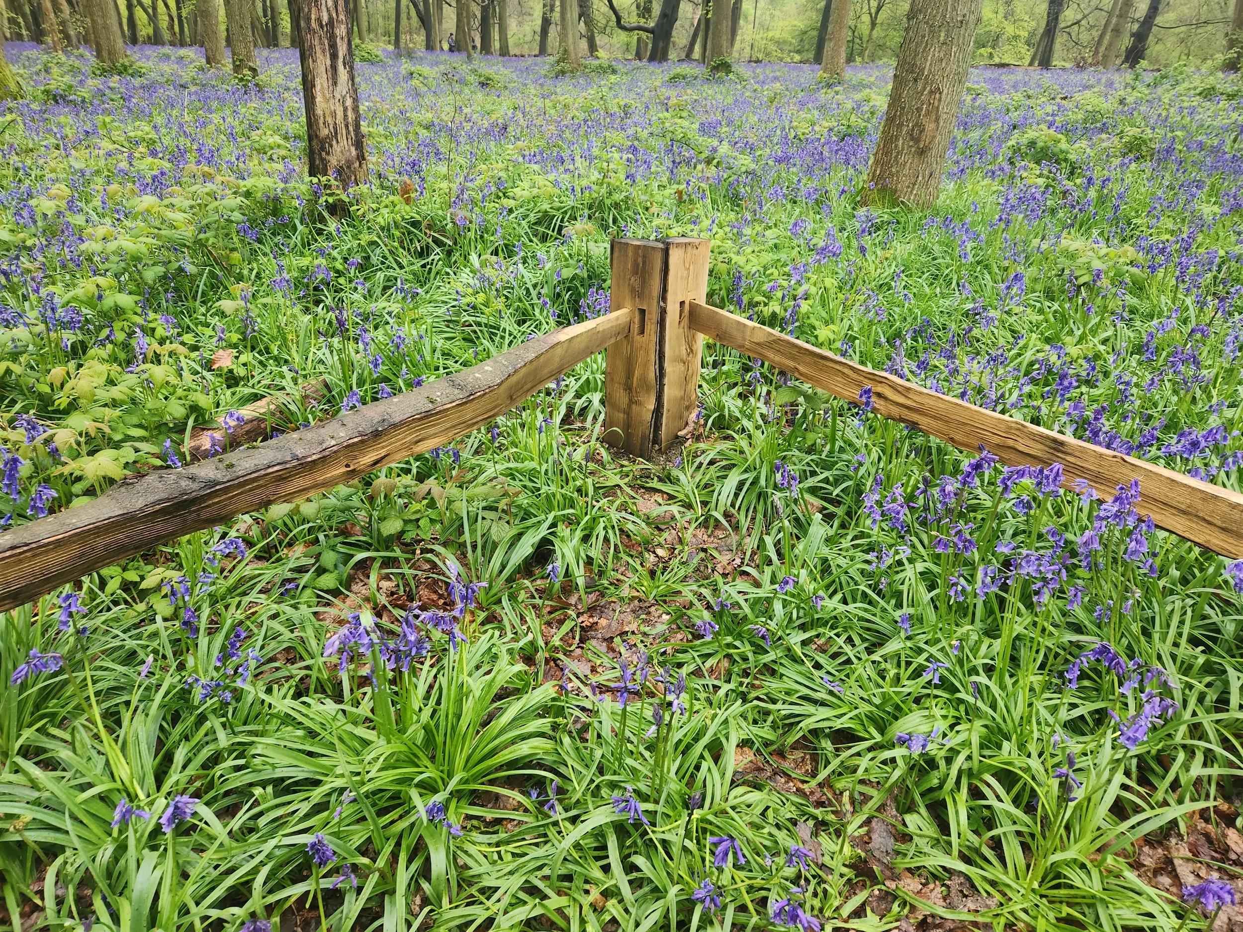 A forest with tall trees and a ground covered in purple flowers and green grass, with a wooden fence in the foreground. Bluebell Season Weather bluebells Blossoming Ashridge Art Berko Berkhamstead Hertfordshire UK  National Trust walk Forest Mermaid