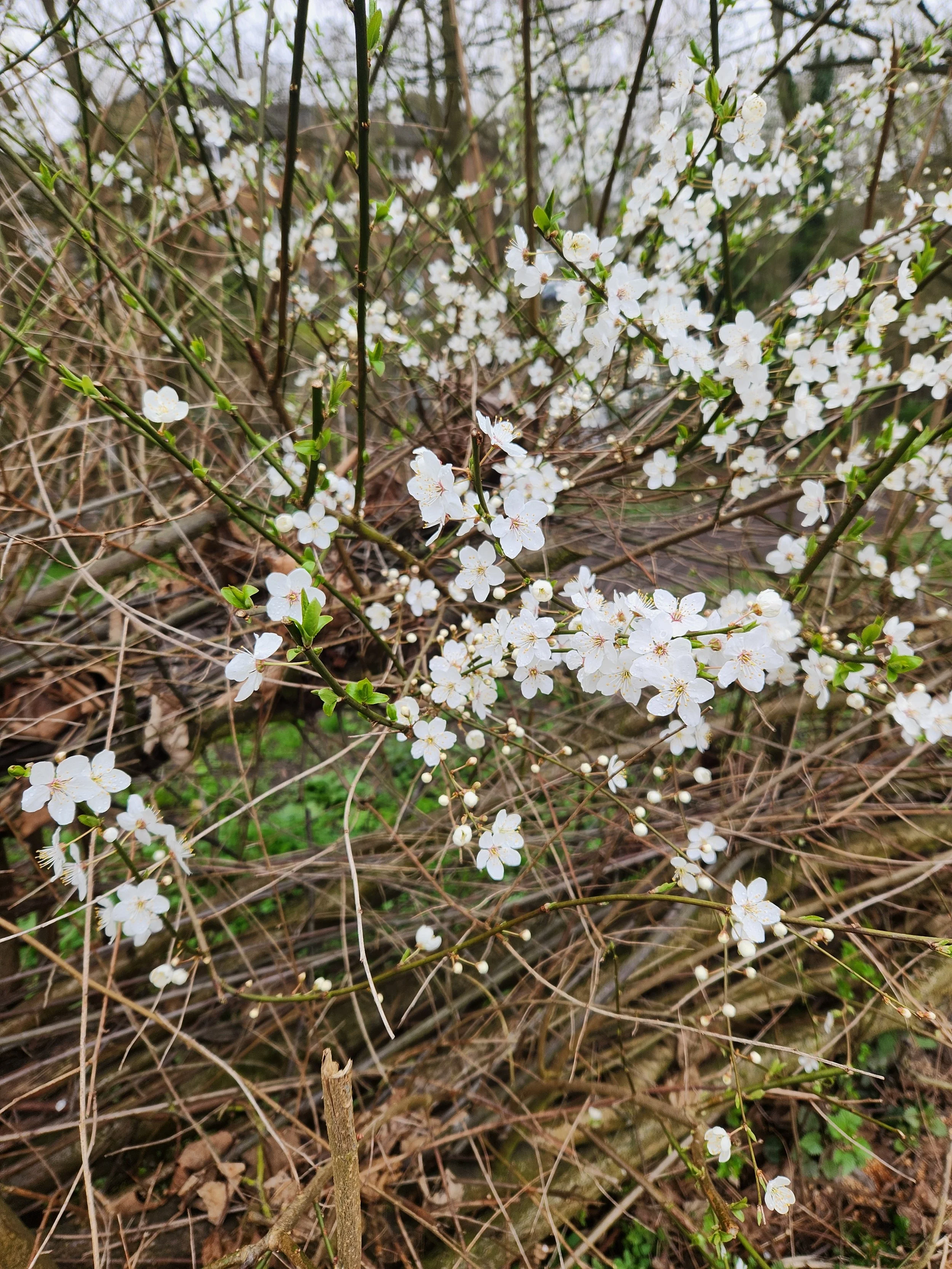 A close-up of white flowering shrub with small blossoms and green leaves. Weather Spring Flowers UK Outdoors Berko Berkhamstead  berkhamstead Art art local Local artist Artist original pencil charcoal drawing oil painting garden mermaid snow warning