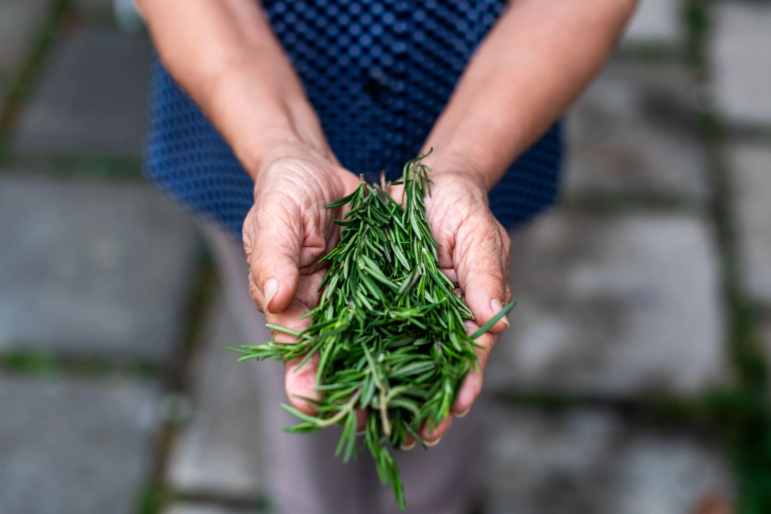 Close-up of an elderly person's hands holding fresh sprigs of rosemary, with a blurred background.