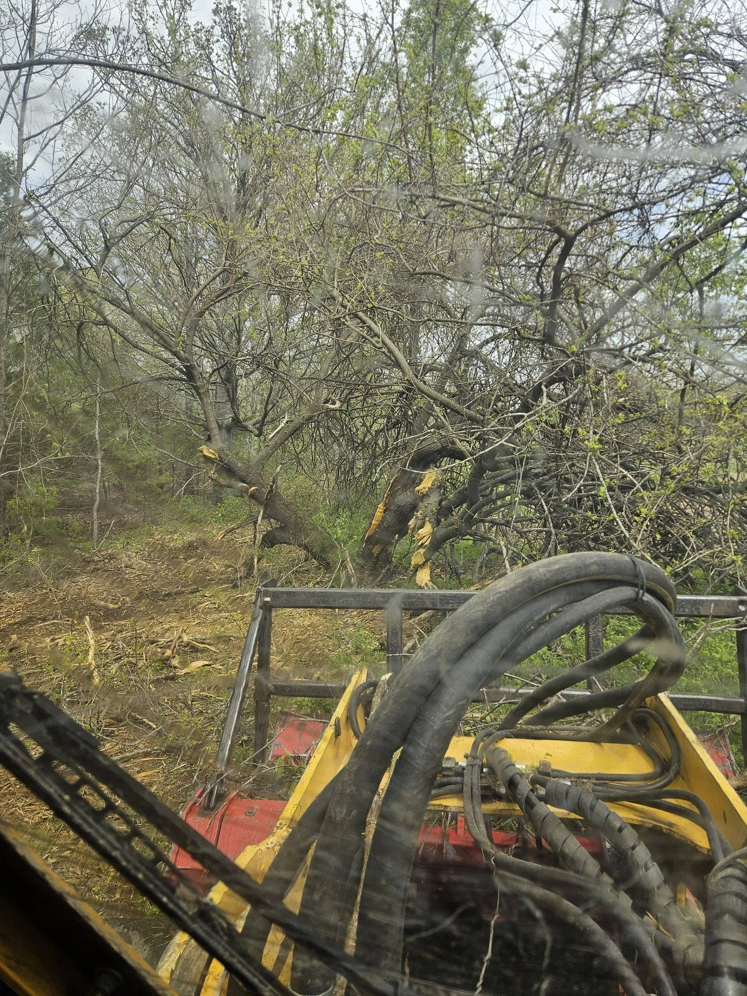 View from inside a vehicle, looking through the windshield at a sunny day with a leafless tree and a dirt path.