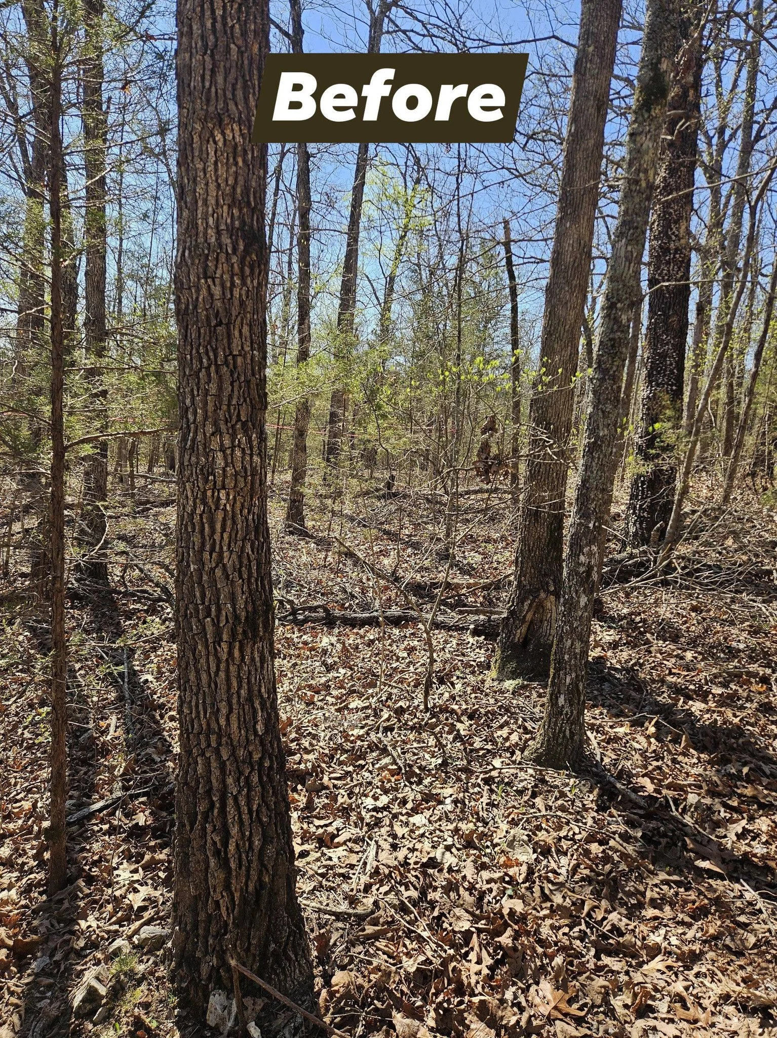 A forest with trees, bare branches, and a leaf-covered ground, under a clear blue sky. A label in the upper part reads 'Before' in white text on a dark background.