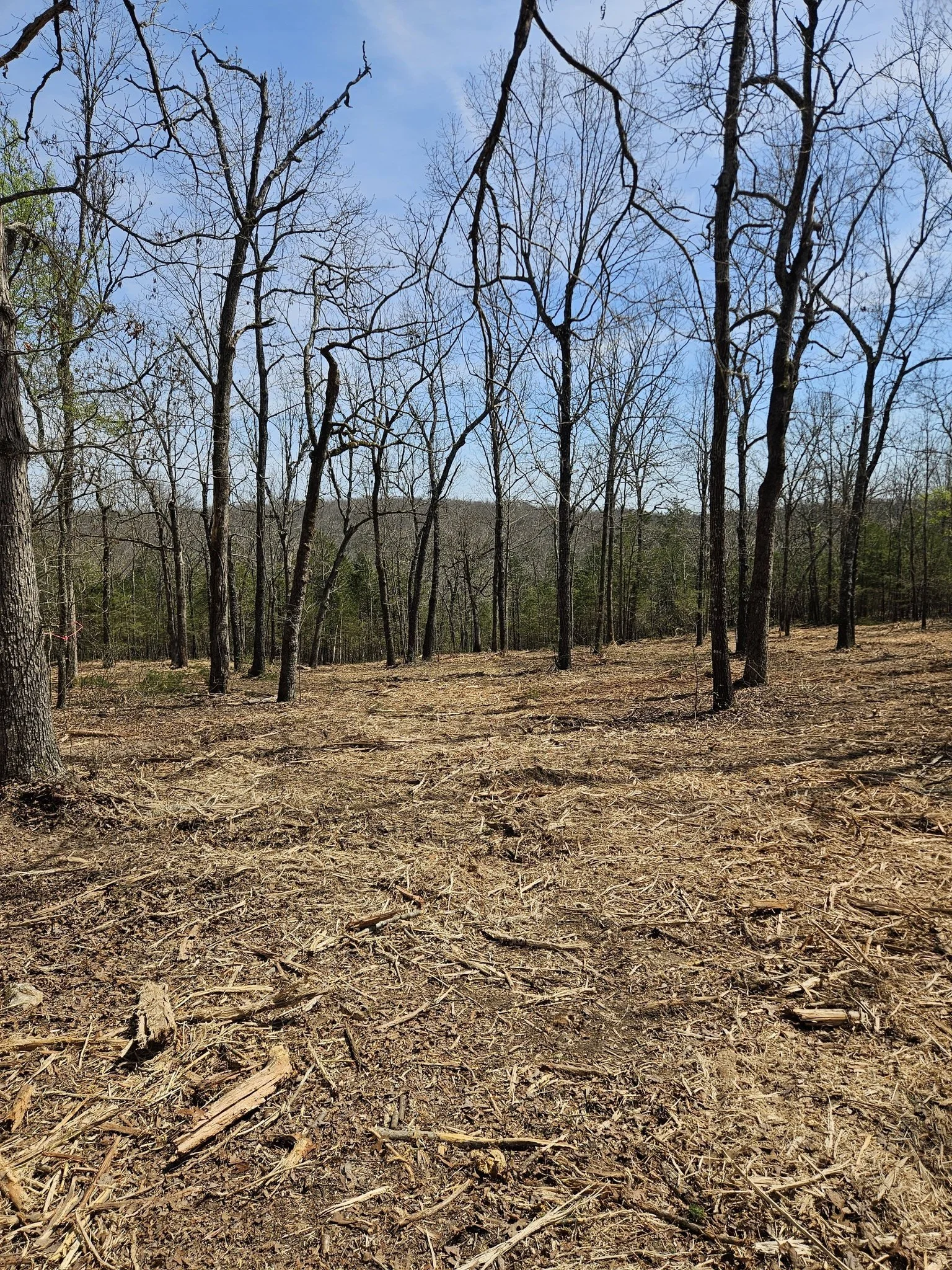 A cleared forest area with leafless trees during daytime, under a blue sky.
