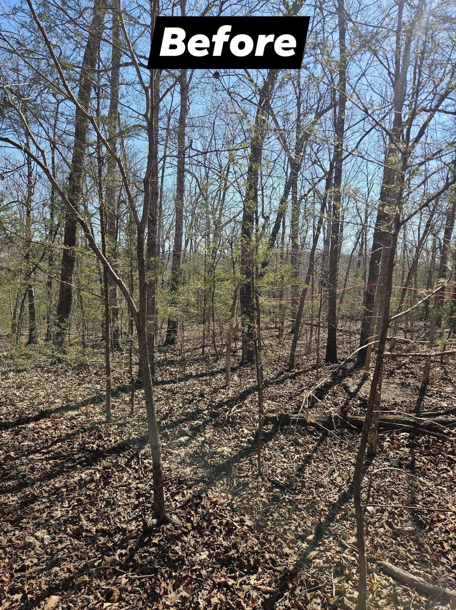 A wooded forest area with leafless trees, some small green plants on the ground, and a clear blue sky overhead. The image has a label at the top that reads 'Before'.