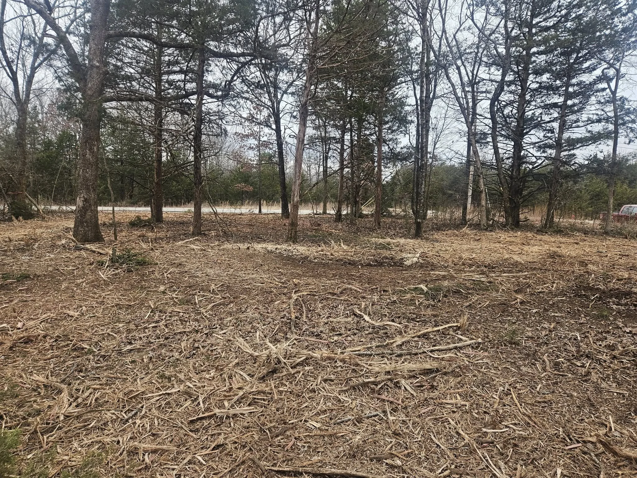 A forest scene with tall, leafless and evergreen trees on a cloudy day, with dry forest floor and a red vehicle partially visible on the right side.