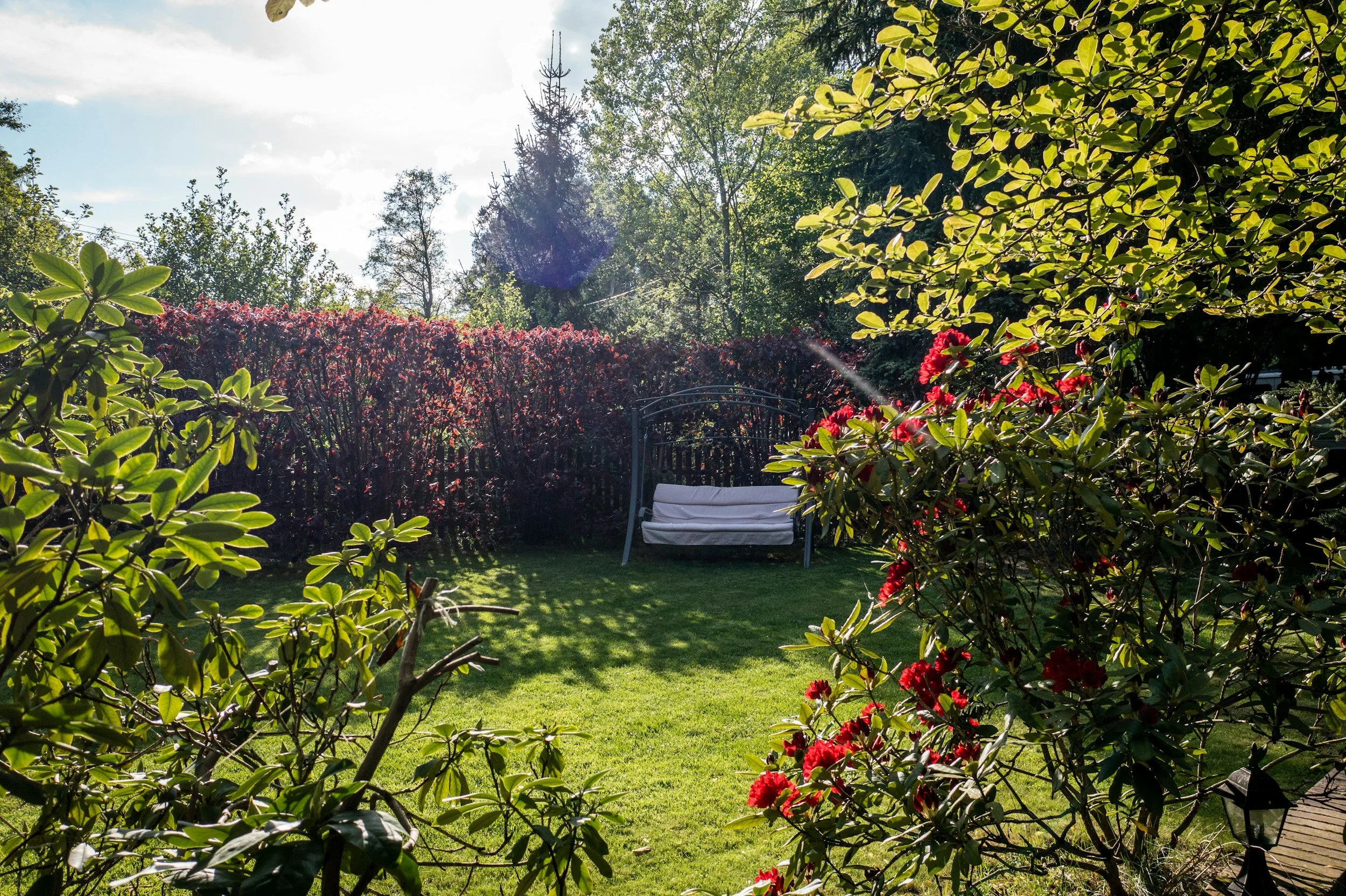 A lush backyard garden scene with green grass, red flowering bushes, trees, and a white garden bench in the background, partly shaded by trees and plants.