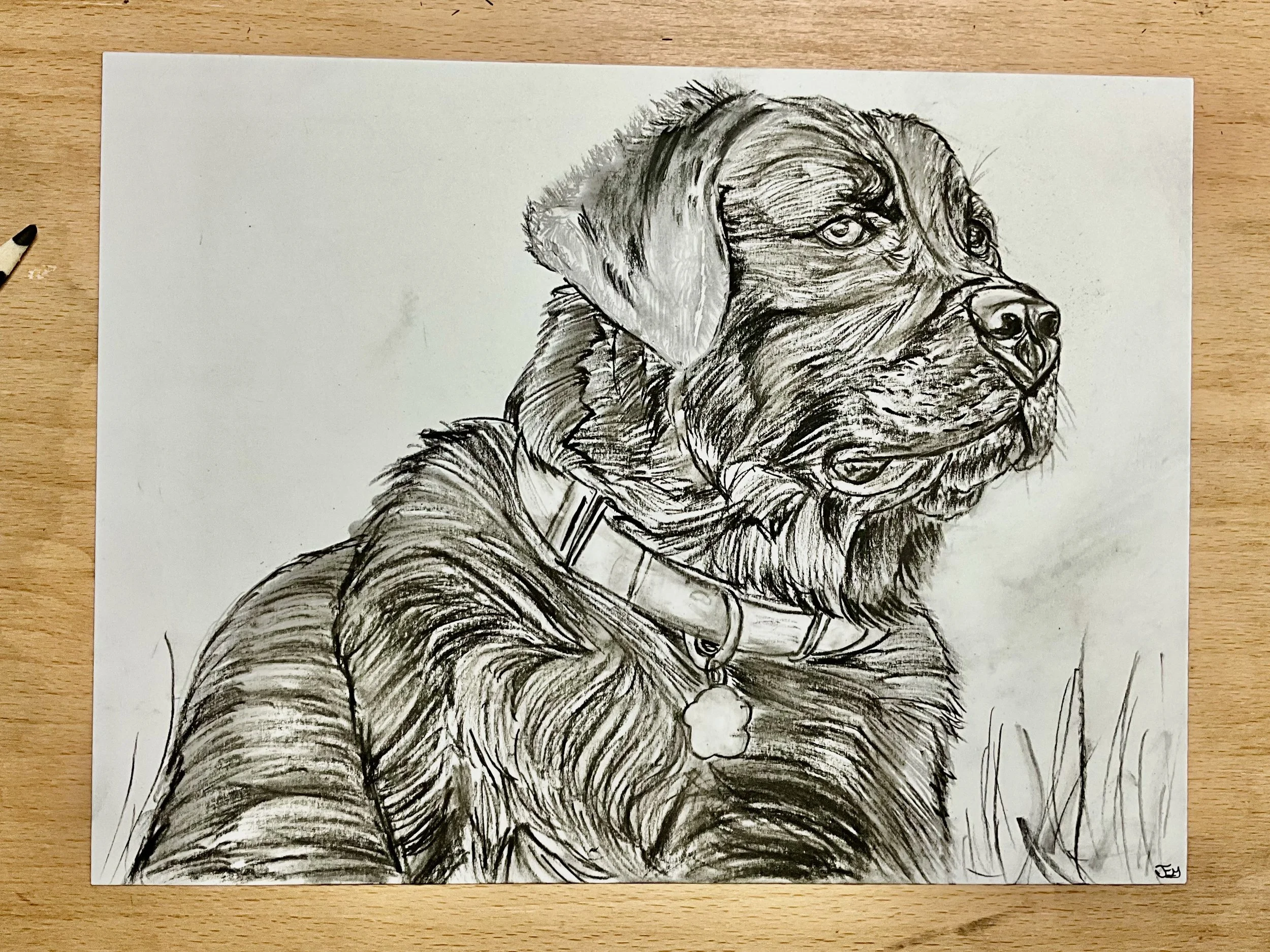 Radar K9 Dog Charcoal Portrait – Original 9x12 Drawing