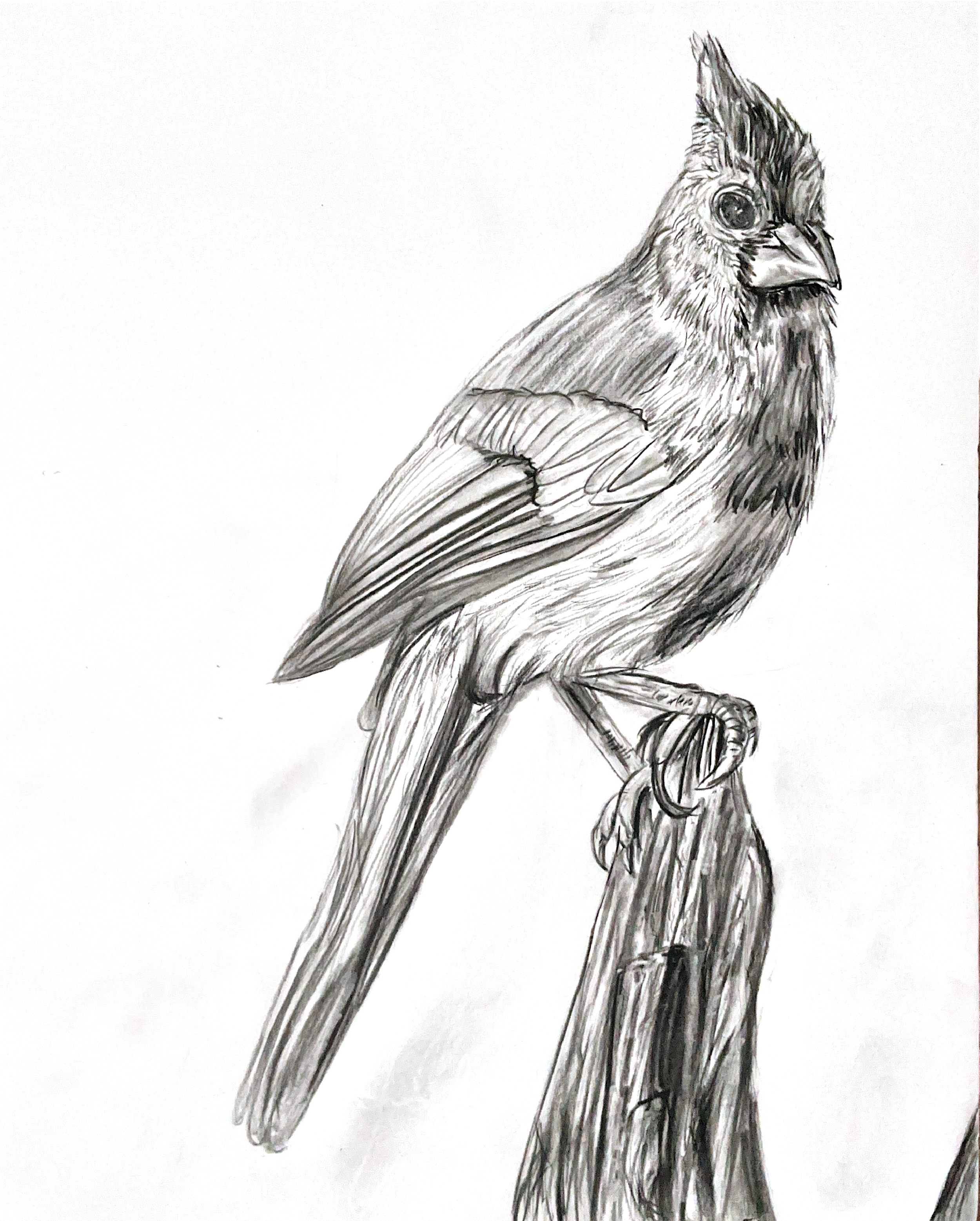 IMG_6095.PNG
