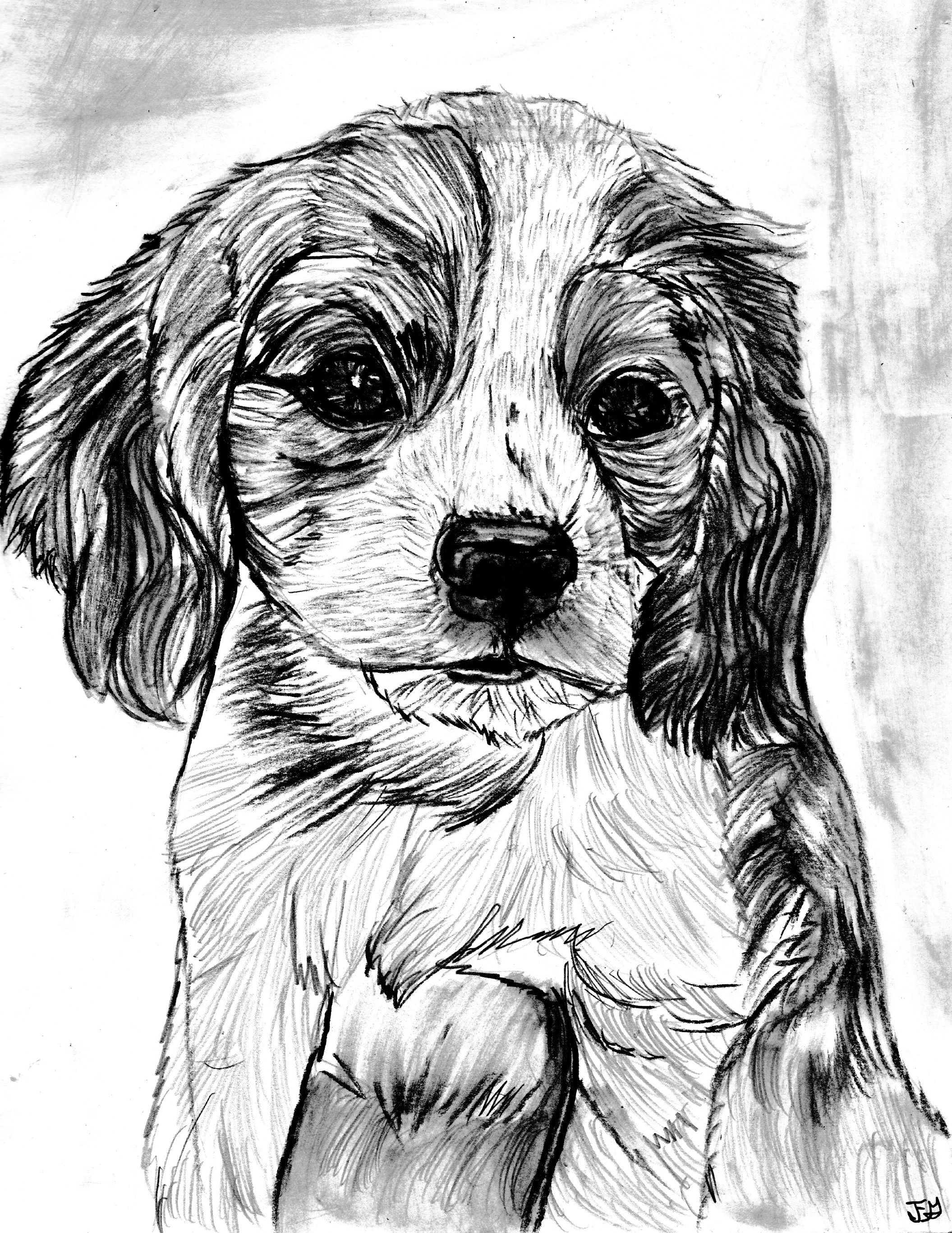 Sweet Puppy Charcoal Drawing – Original Dog Portrait 9x12