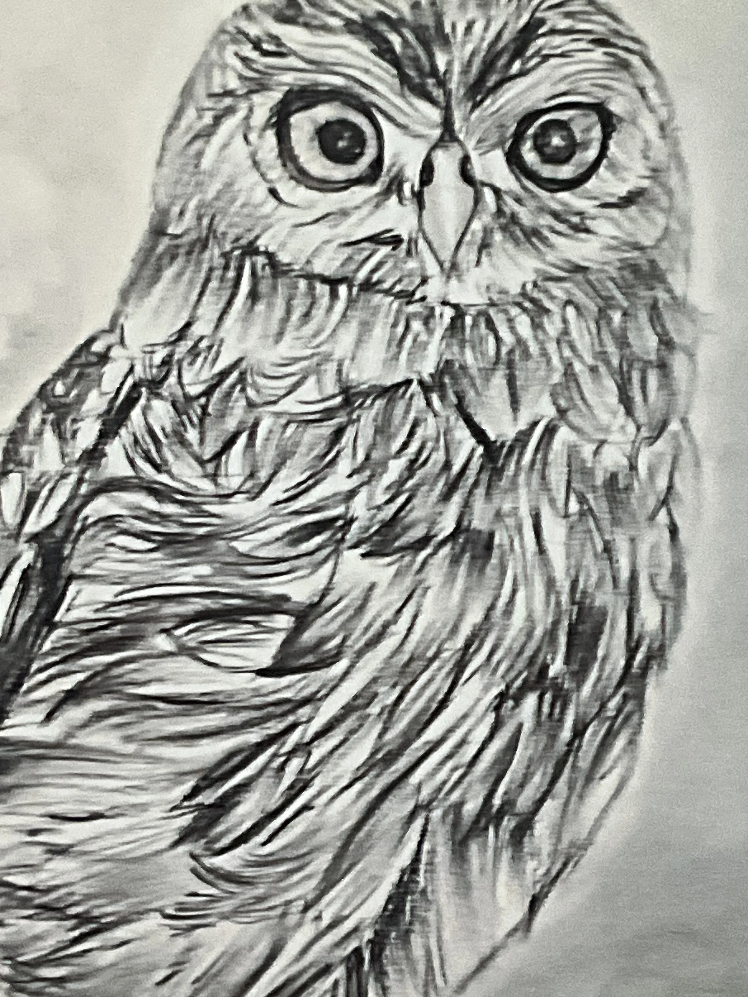 Owl on Branch Charcoal Drawing – 8” × 10” Glossy Fine Art Print