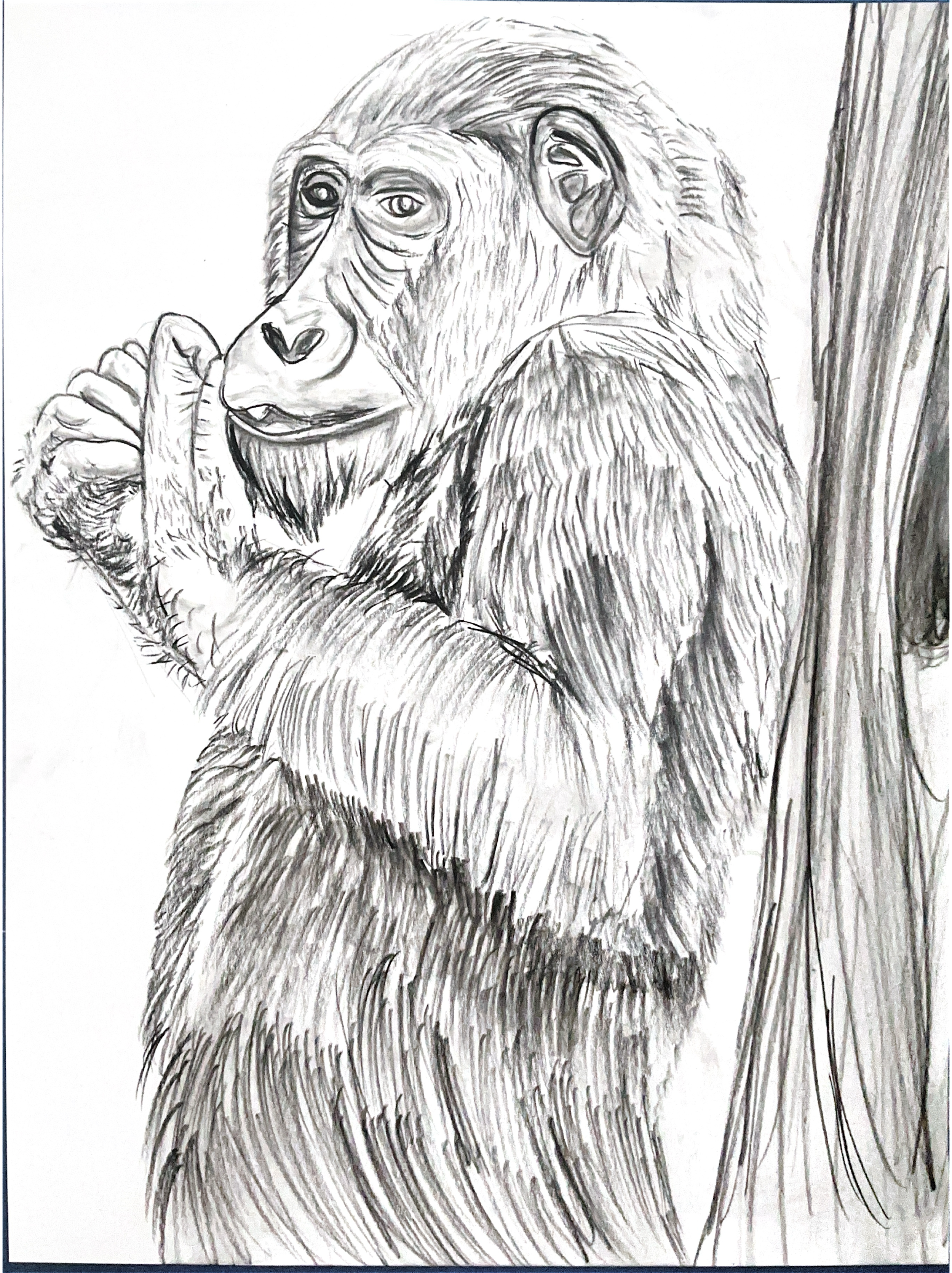 IMG_6085.PNG