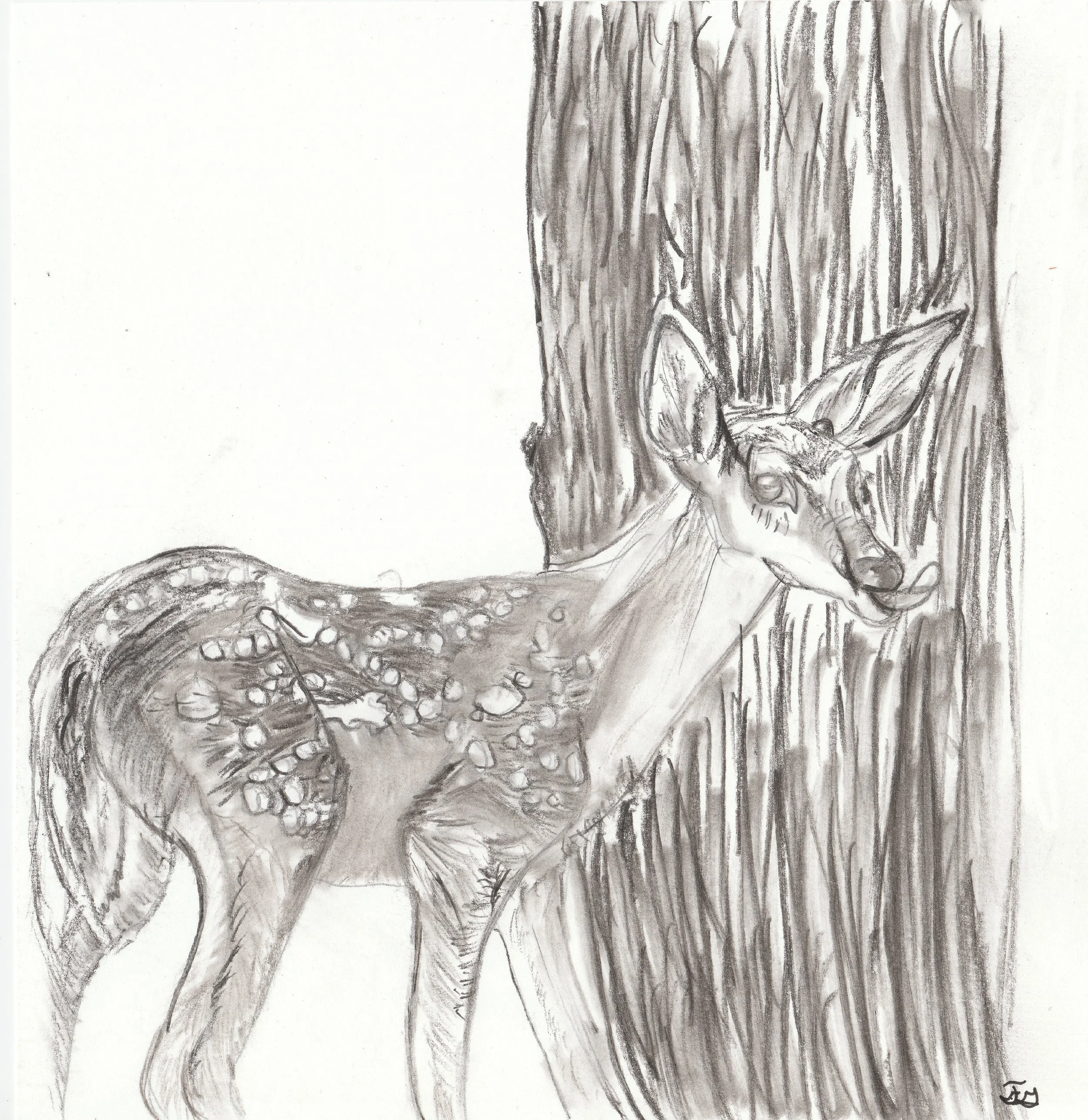 Whitetail_deer_Charcoal_1.jpg