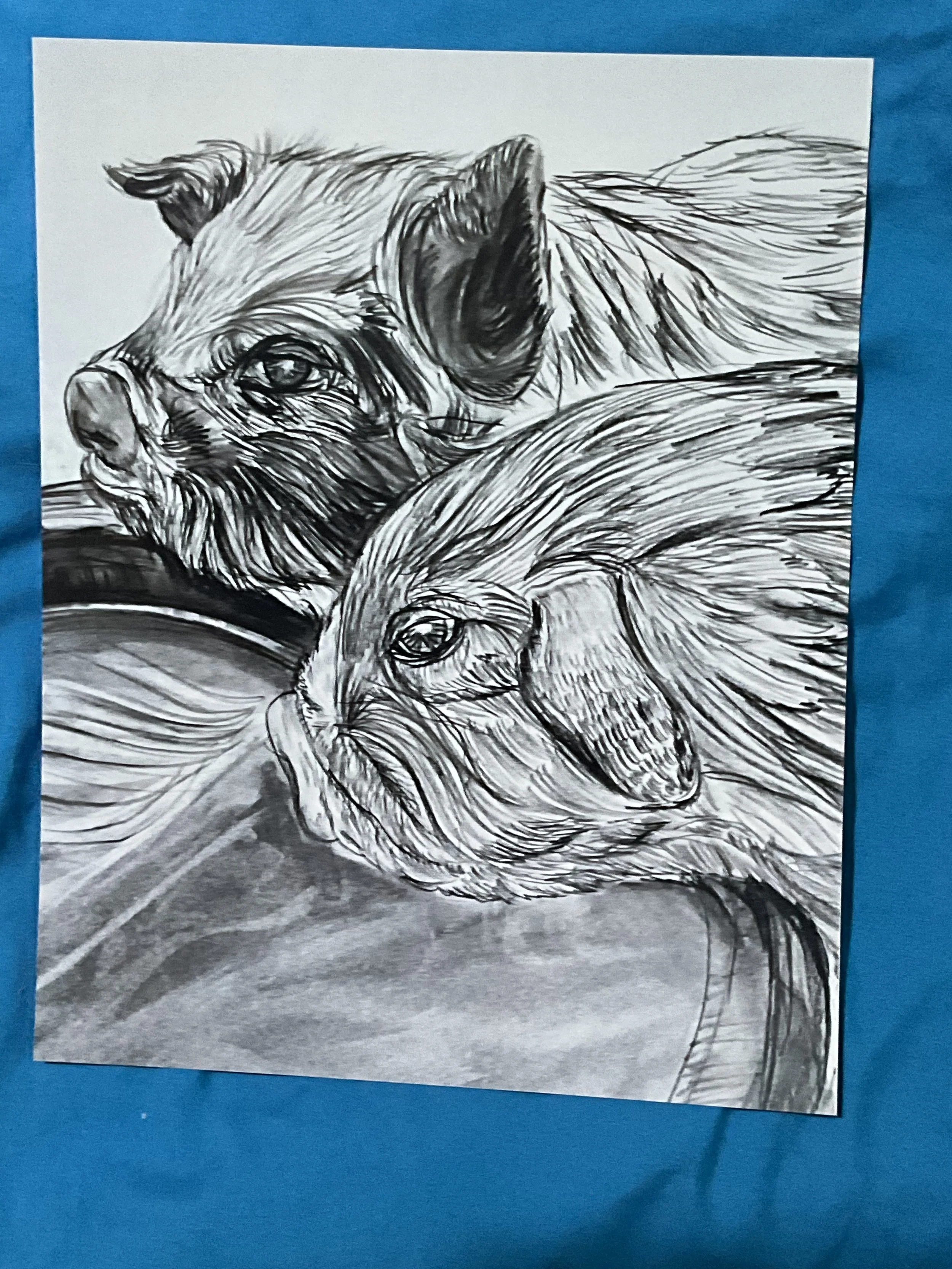 Two Cute Pigs Drinking Water Charcoal Drawing – 8” × 10” Glossy Fine Art Print