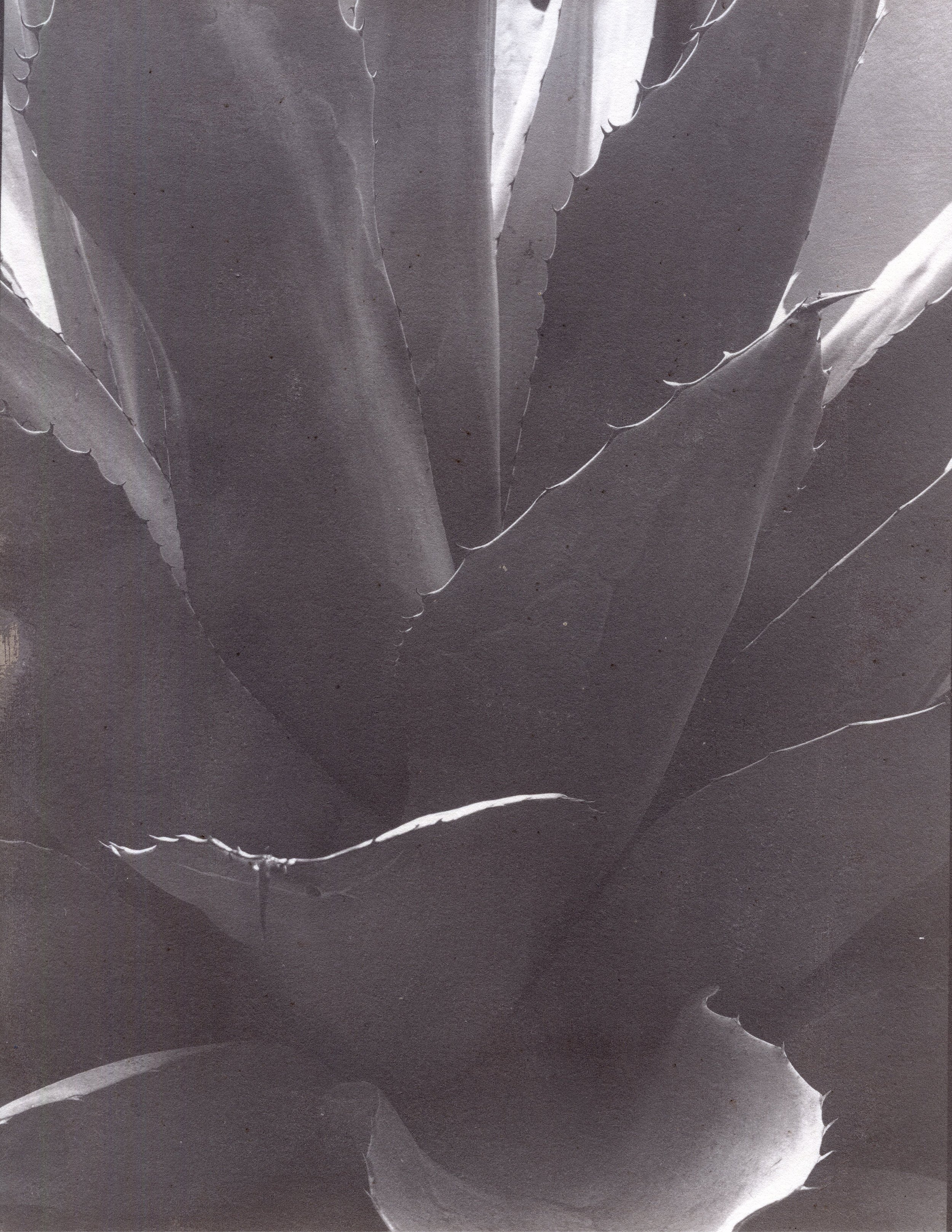 salt print