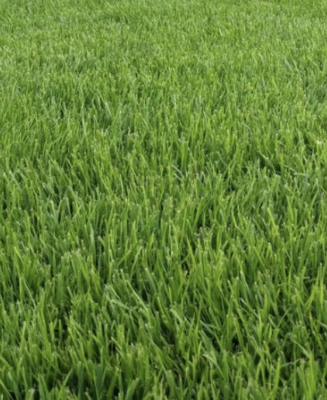 Execu-Turf Playmaker Mix