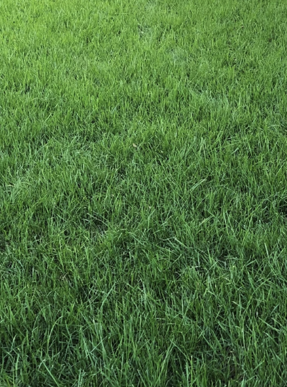 Execu-Turf Tuff Turf Blend
