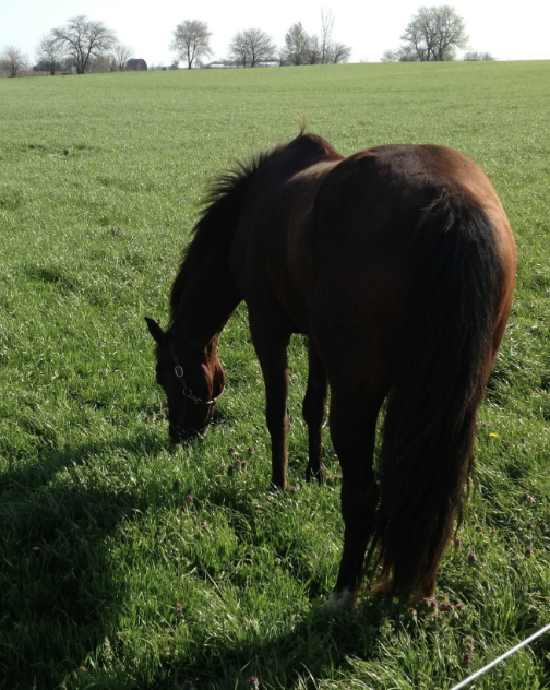 Pasture Perfect Champion Pasture Mix