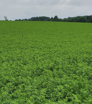 Cisco 328 alfalfa