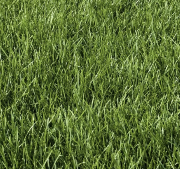 Execu-Turf Premium Sod Blend