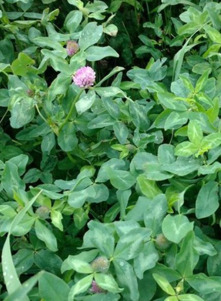 Bearcat Medium Red clover
