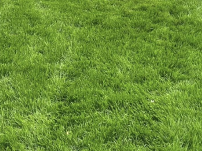 Execu-Turf Premium Shade Mix