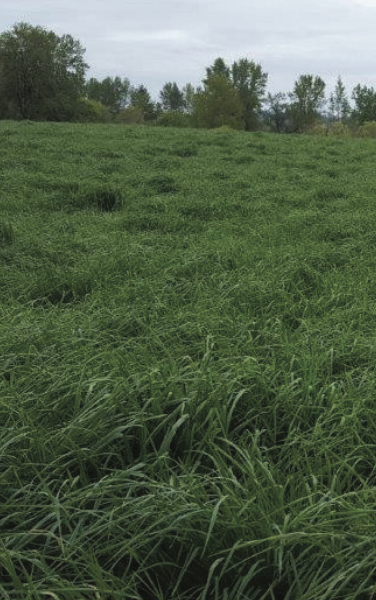 High Leaf Ratio Orchardgrass