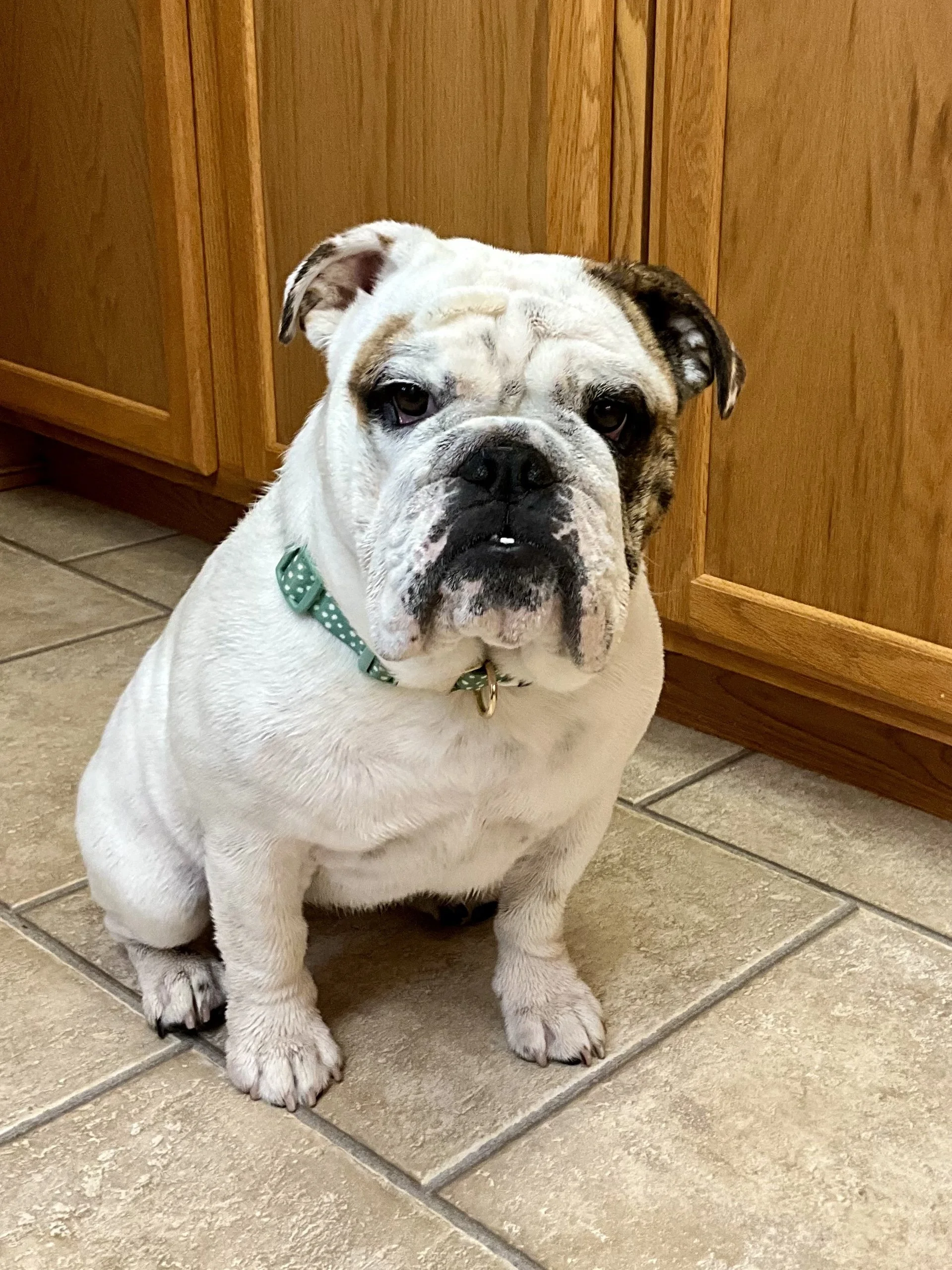 A bulldog sitting on a tiled floor in front of wooden kitchen cabinets, wearing a green collar with white polka dots.
