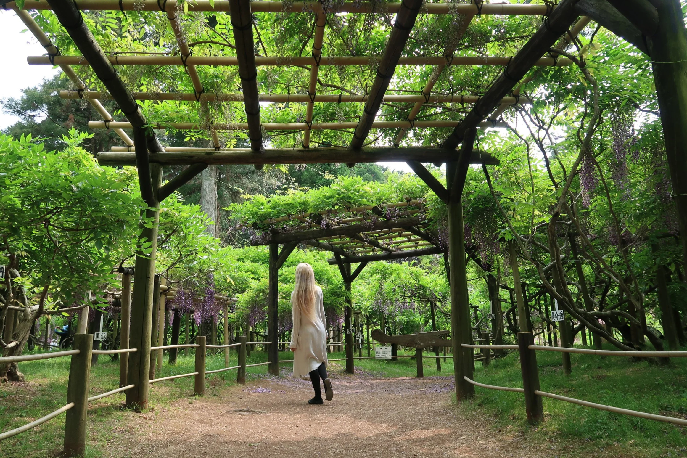 A person with long blond hair in a white dress walking through a green botanical garden with bamboo structures supporting hanging purple flowers.