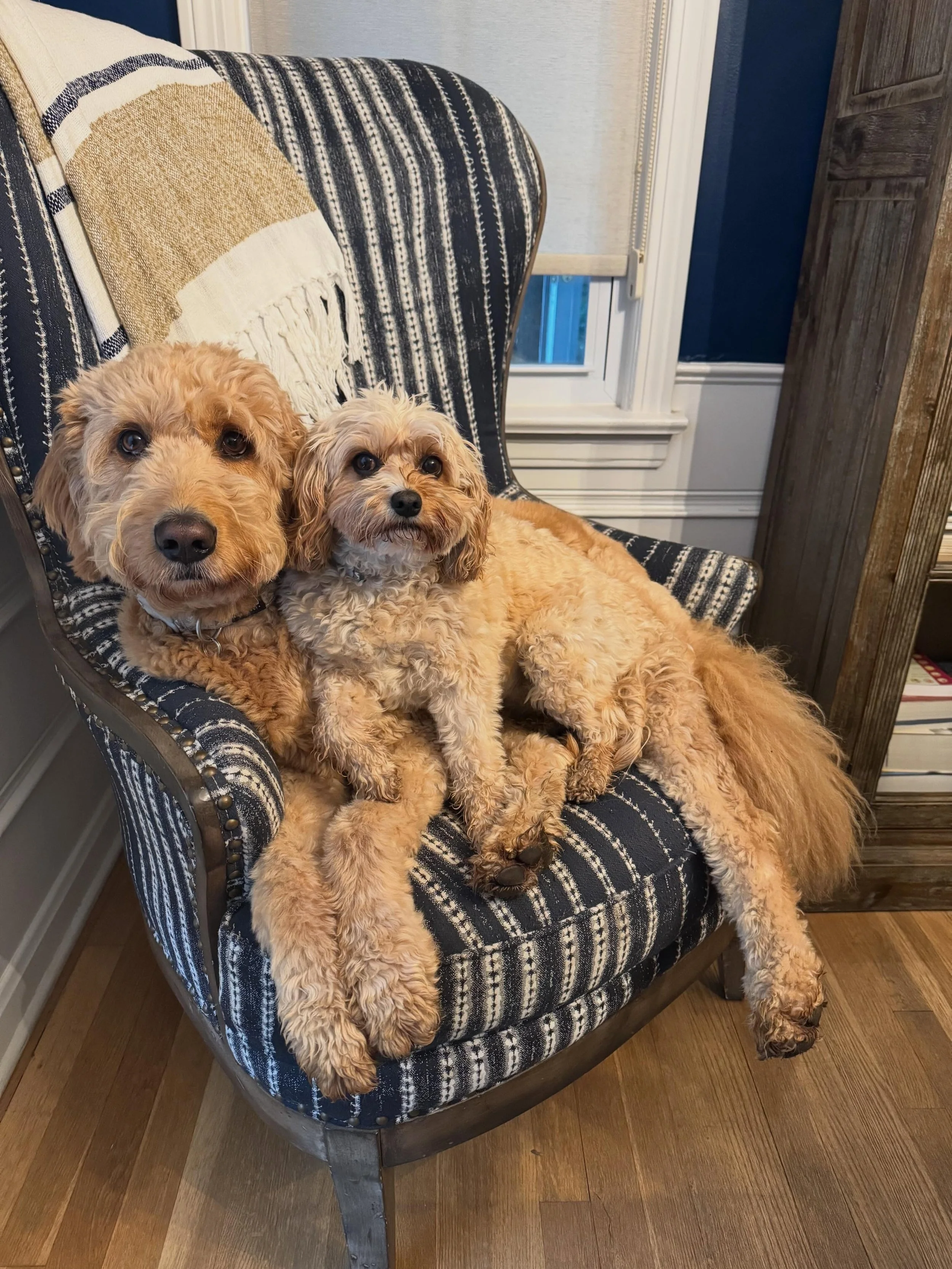 Since you asked&hellip; meet the canine family members of flutist Jessica Sindell.
Sophie and Fiona are the sweetest, fluffiest, and most royal (non-)watchdogs you will meet. Danny is the fun-loving goofball who is still working on his mischievous st