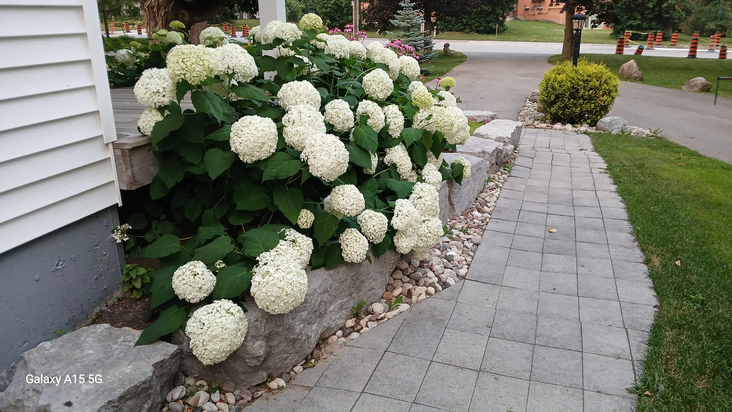 A garden bed with large white hydrangea flowers along a paved walkway, with trees, bushes, and orange and black traffic cones in the background.
