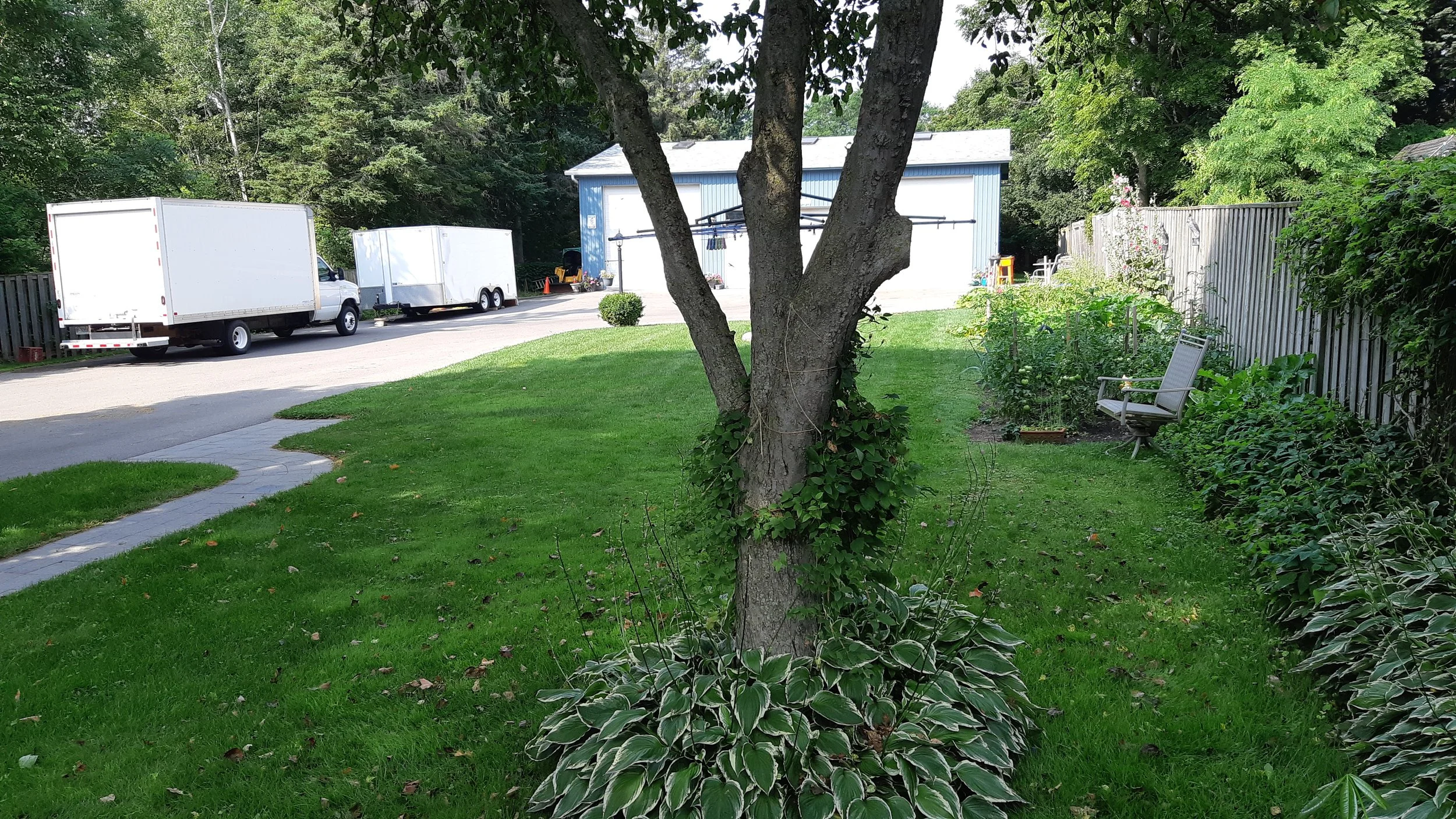 A backyard with green grass, a large tree in the foreground, a walkway on the left, and a fence on the right. There are trailers parked on a driveway in the background, along with a blue shed and some garden chairs.