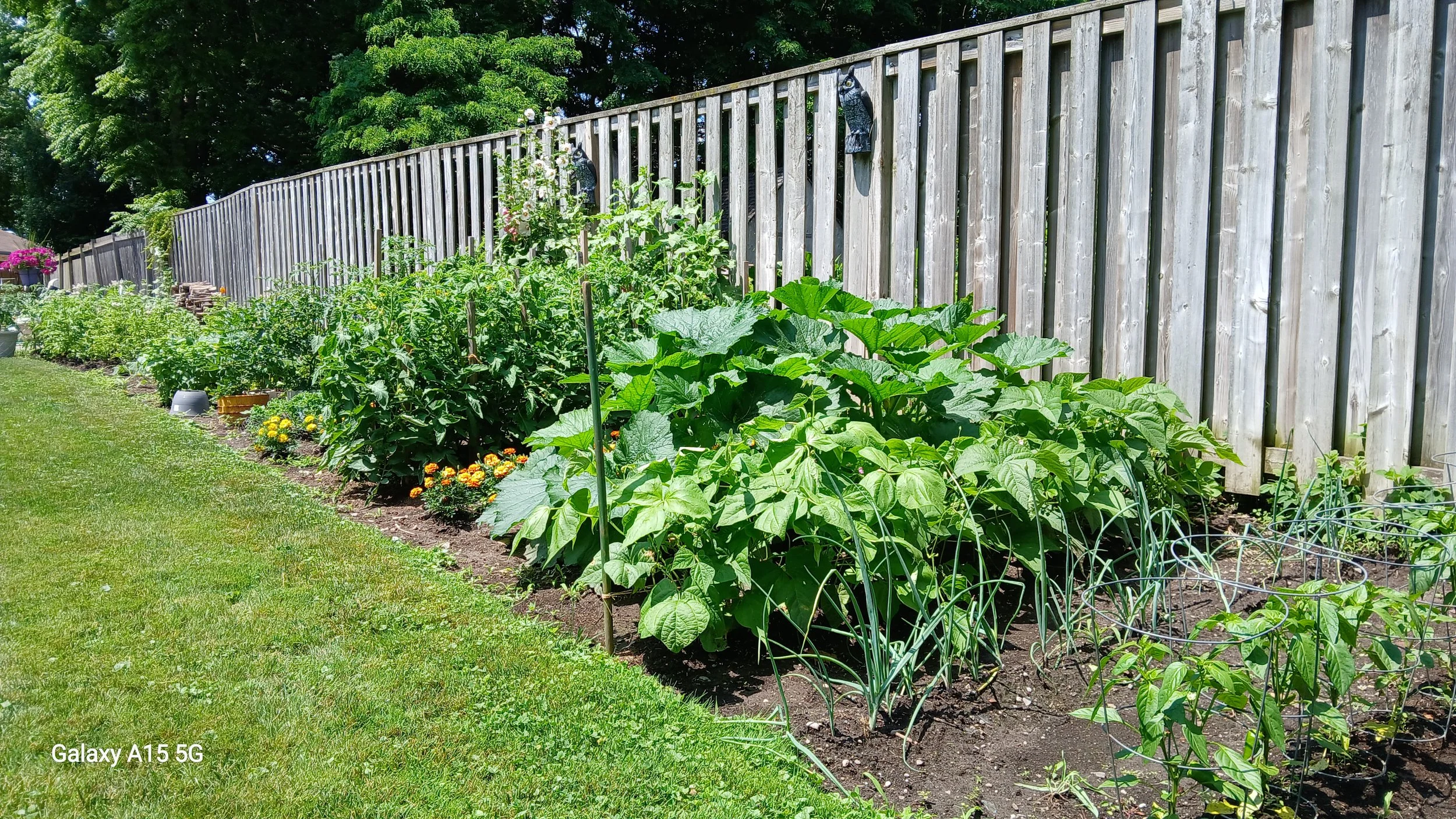 A backyard garden with various green plants growing along a wooden fence. The garden includes flowers, leafy plants, and a patch of grass, under a bright sunny sky with trees in the background.