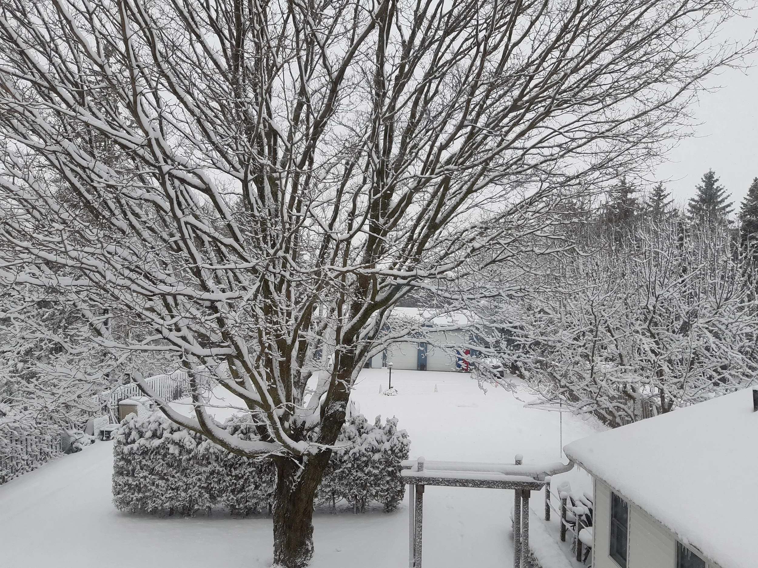 Snow-covered backyard with a large, leafless tree at the center and a fence and house in the background.