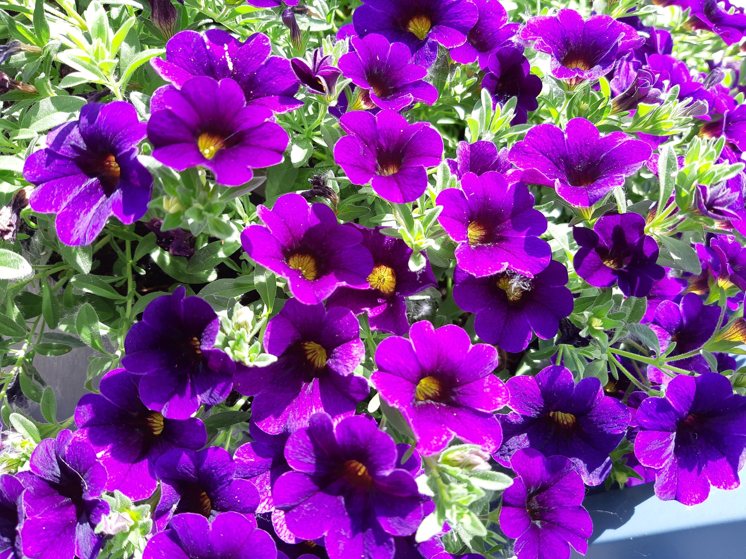 A cluster of vibrant purple and violet petunias with green leaves.