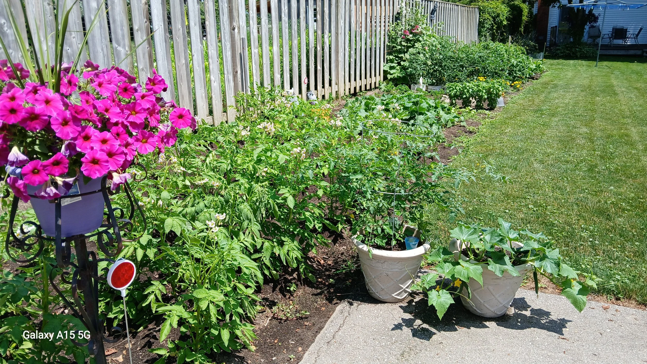 A backyard garden with pink flowers in a pot on a decorative stand, rows of green vegetable plants, and a neatly mowed lawn. Wooden fence in the background, with a house and outdoor furniture visible beyond.