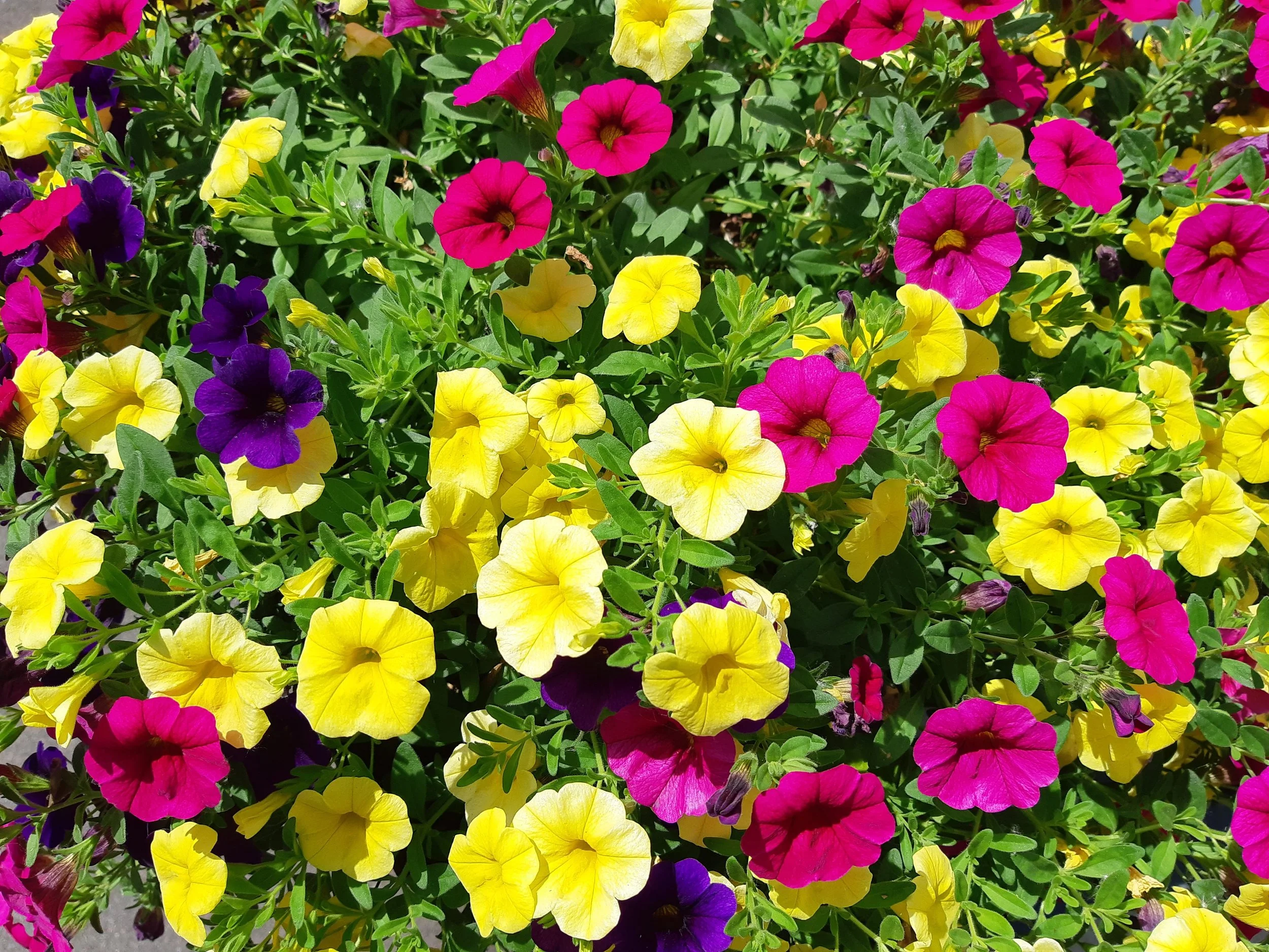 Bright pink, yellow, purple, and magenta petunias in full bloom covering a garden bed.