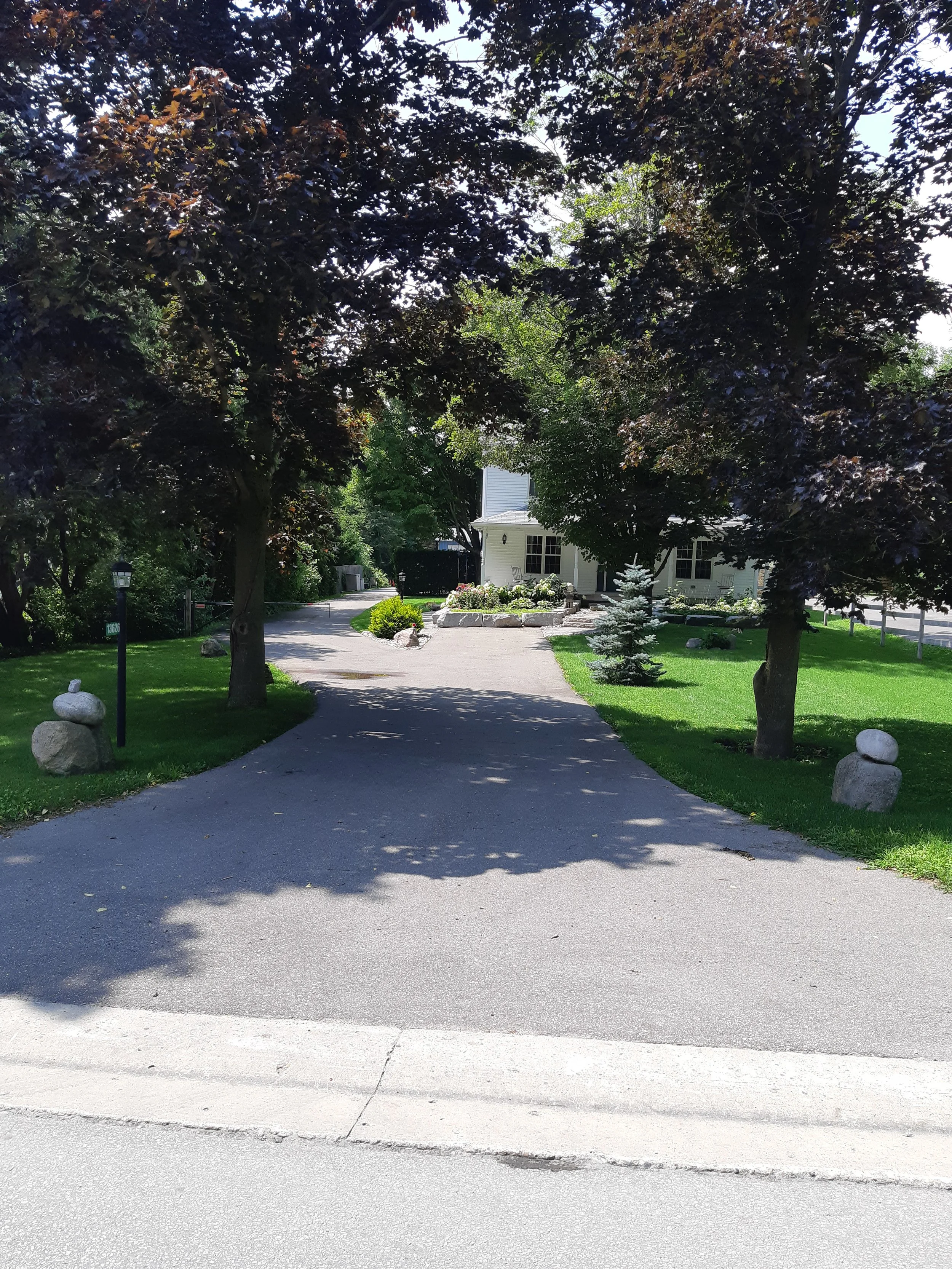 A suburban front yard with a paved driveway leading to a white house with black shutters. The yard features green grass, trees with dark purple and green leaves, decorative rocks, a small blue spruce tree, and a landscaped flower bed. A lamp post is 