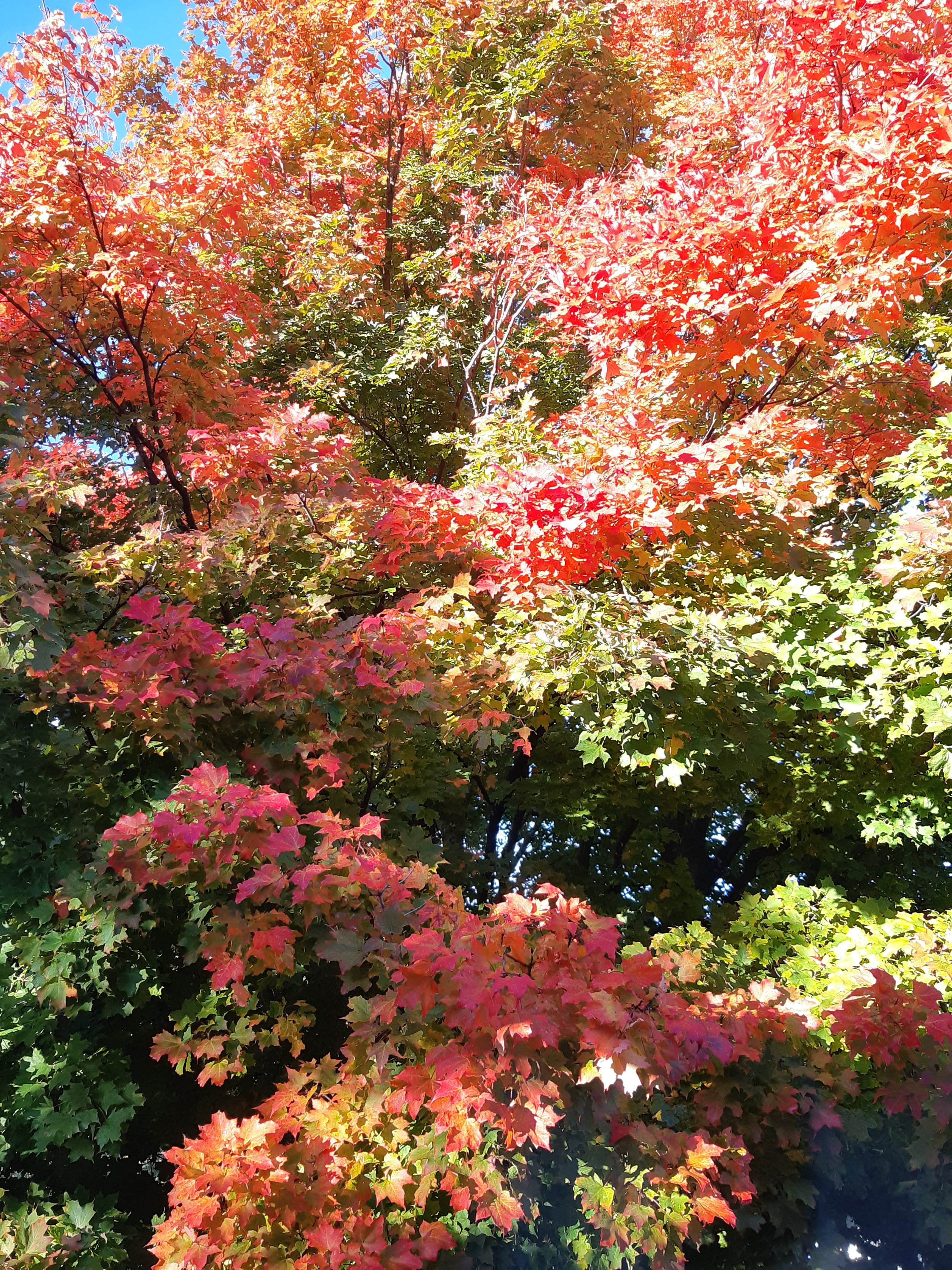 Tree with vibrant red, orange, and green autumn leaves against a clear blue sky.