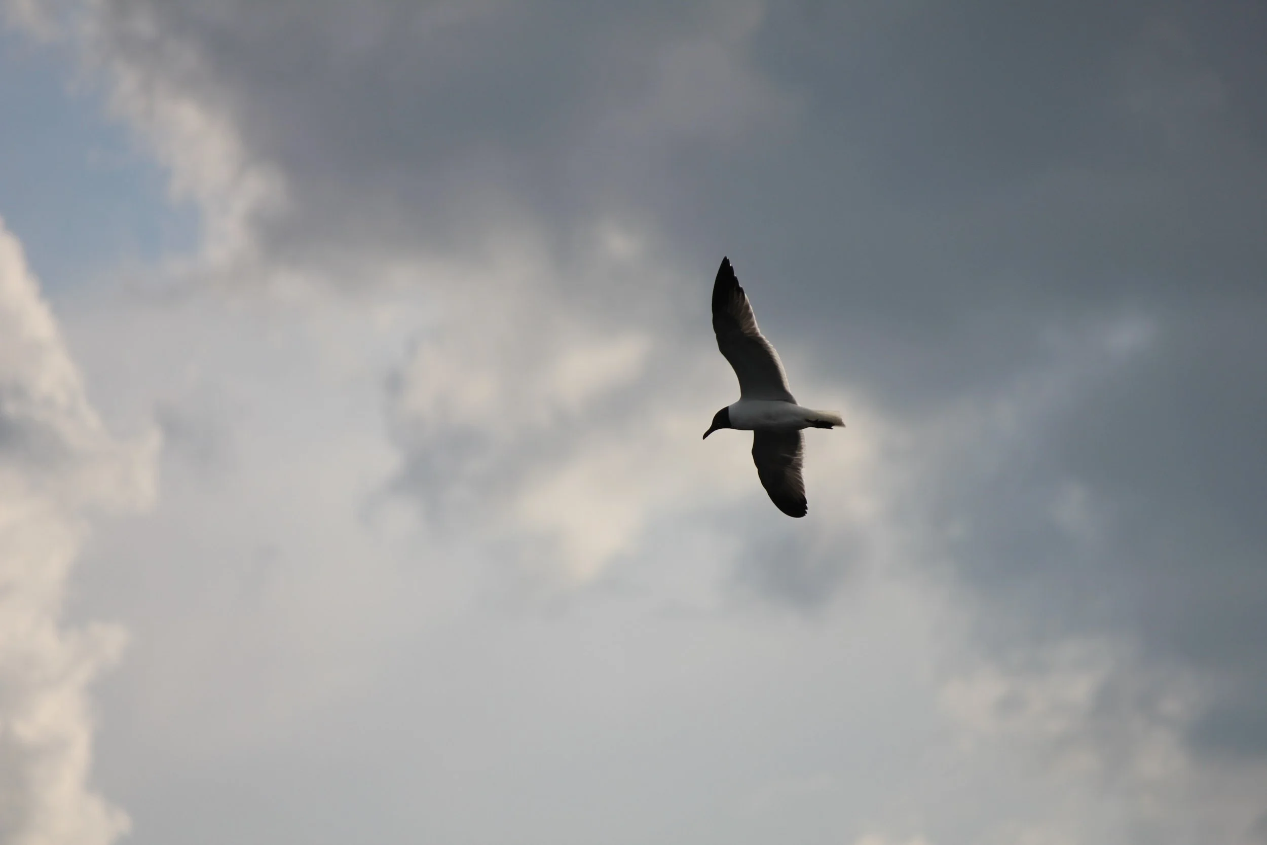 IMG_3520.JPG