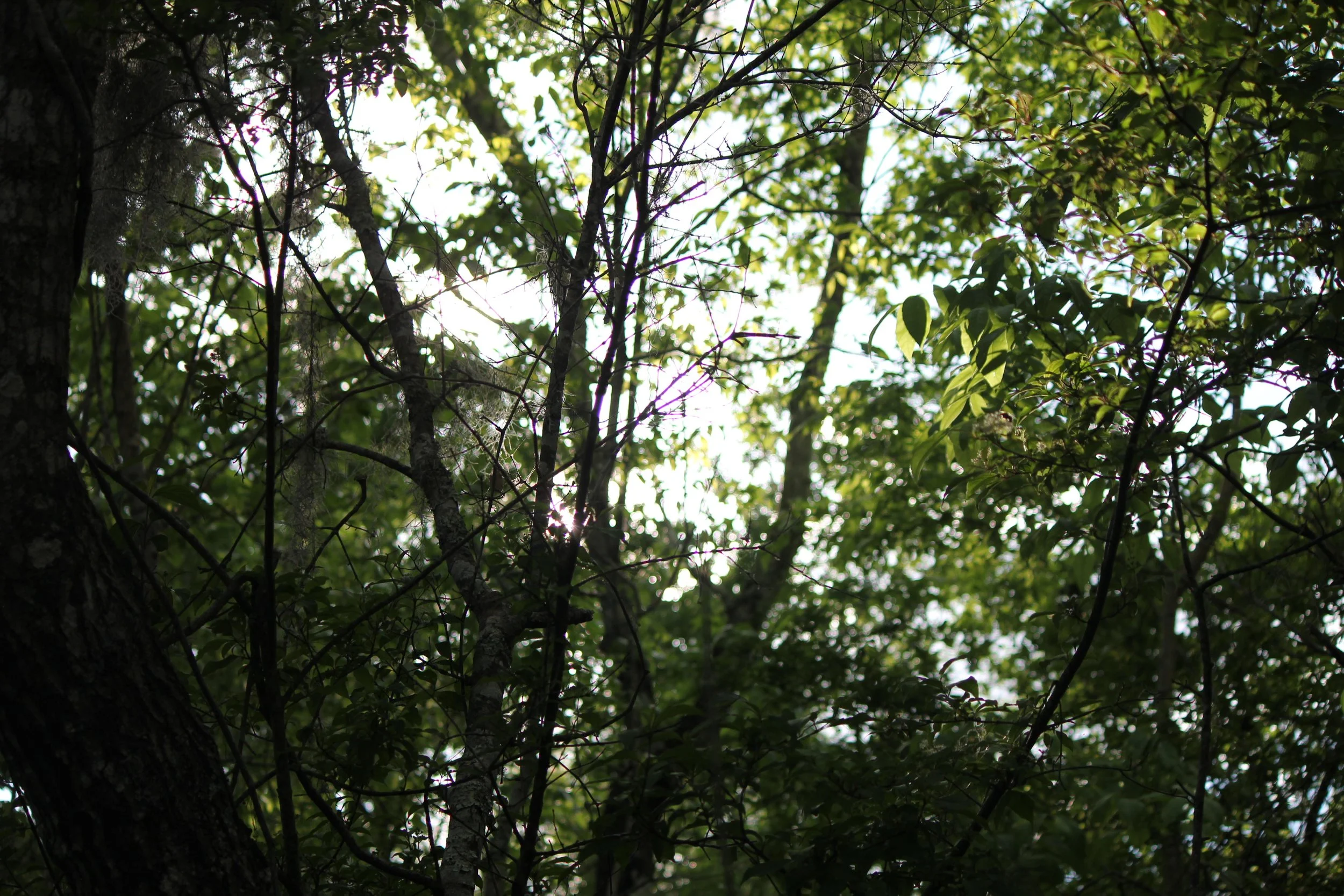 IMG_3483.JPG
