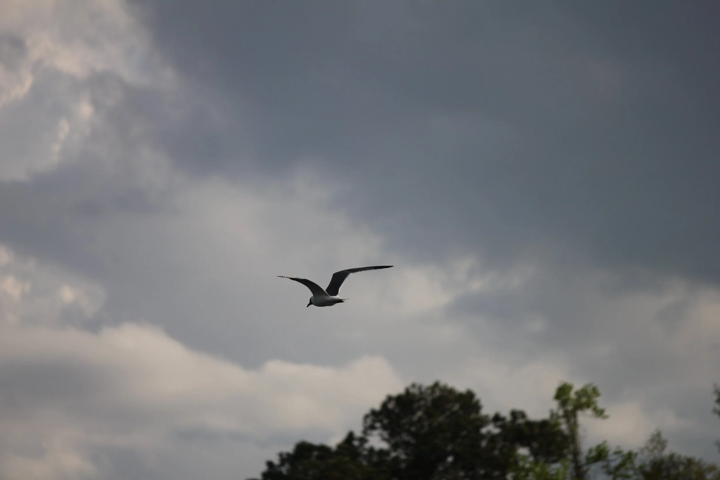 IMG_3522.JPG