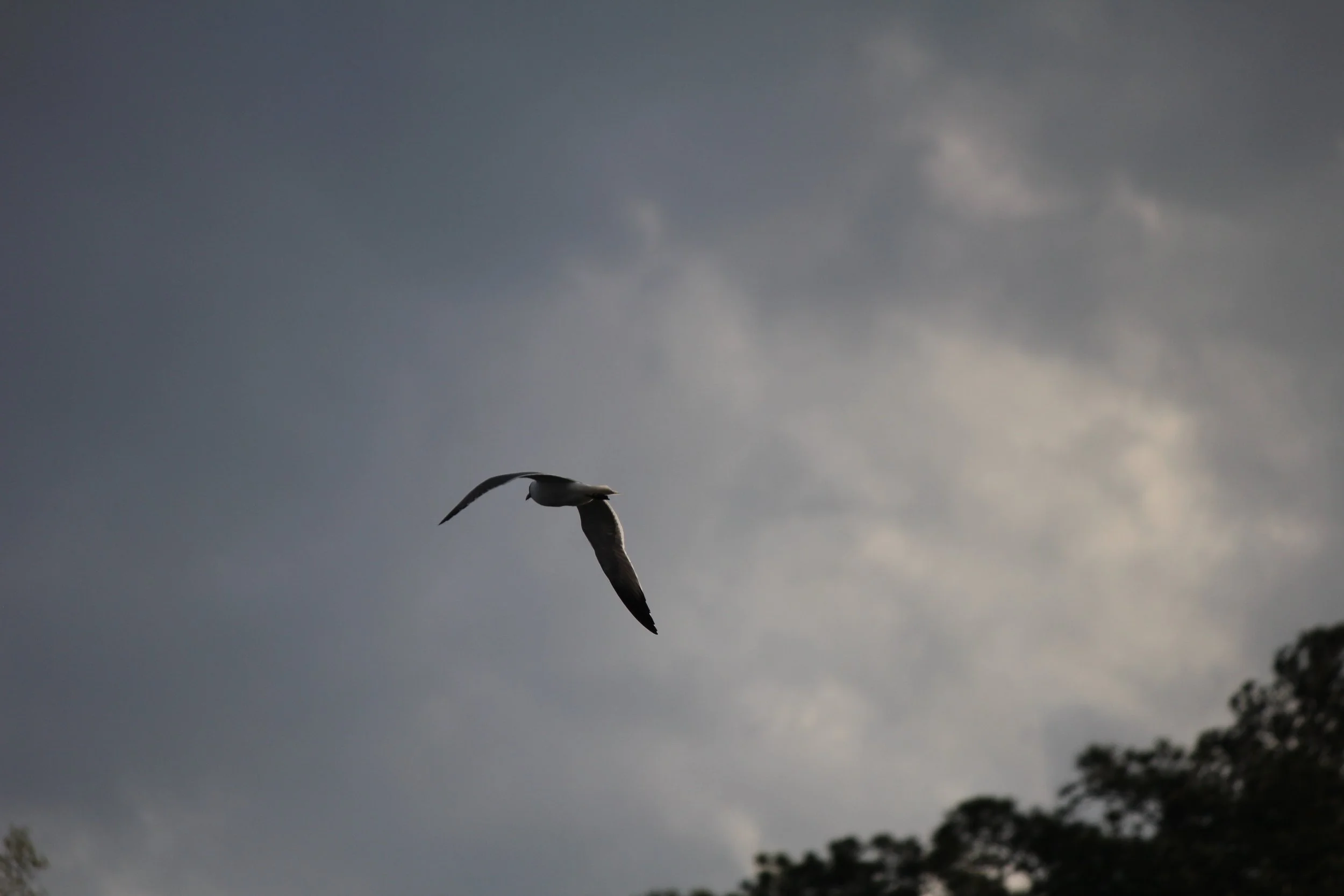 IMG_3521.JPG
