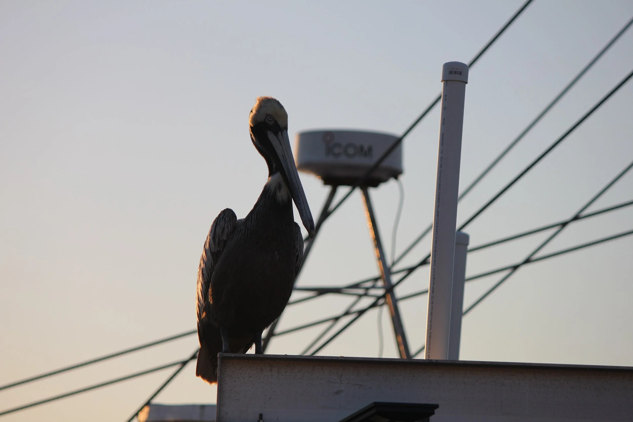 IMG_3697.JPG