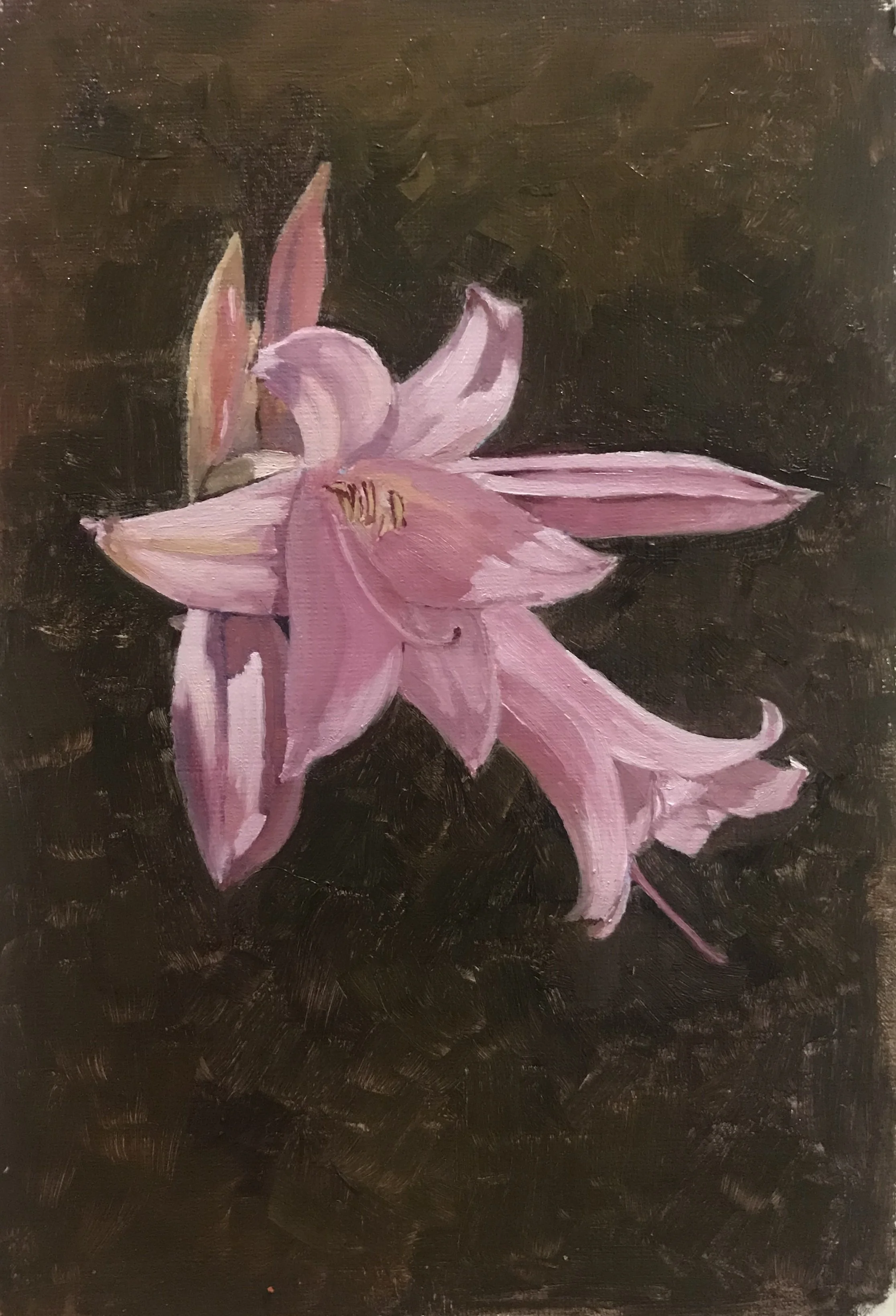 A painting of a pink lily flower with a dark background.