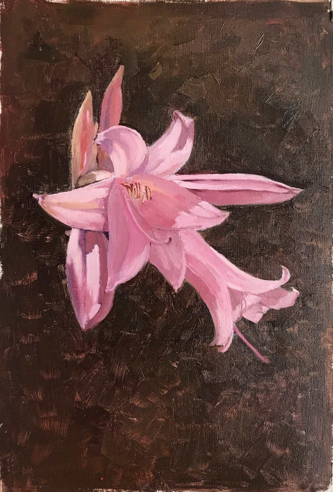 Painting of a pink lily flower against a dark background.