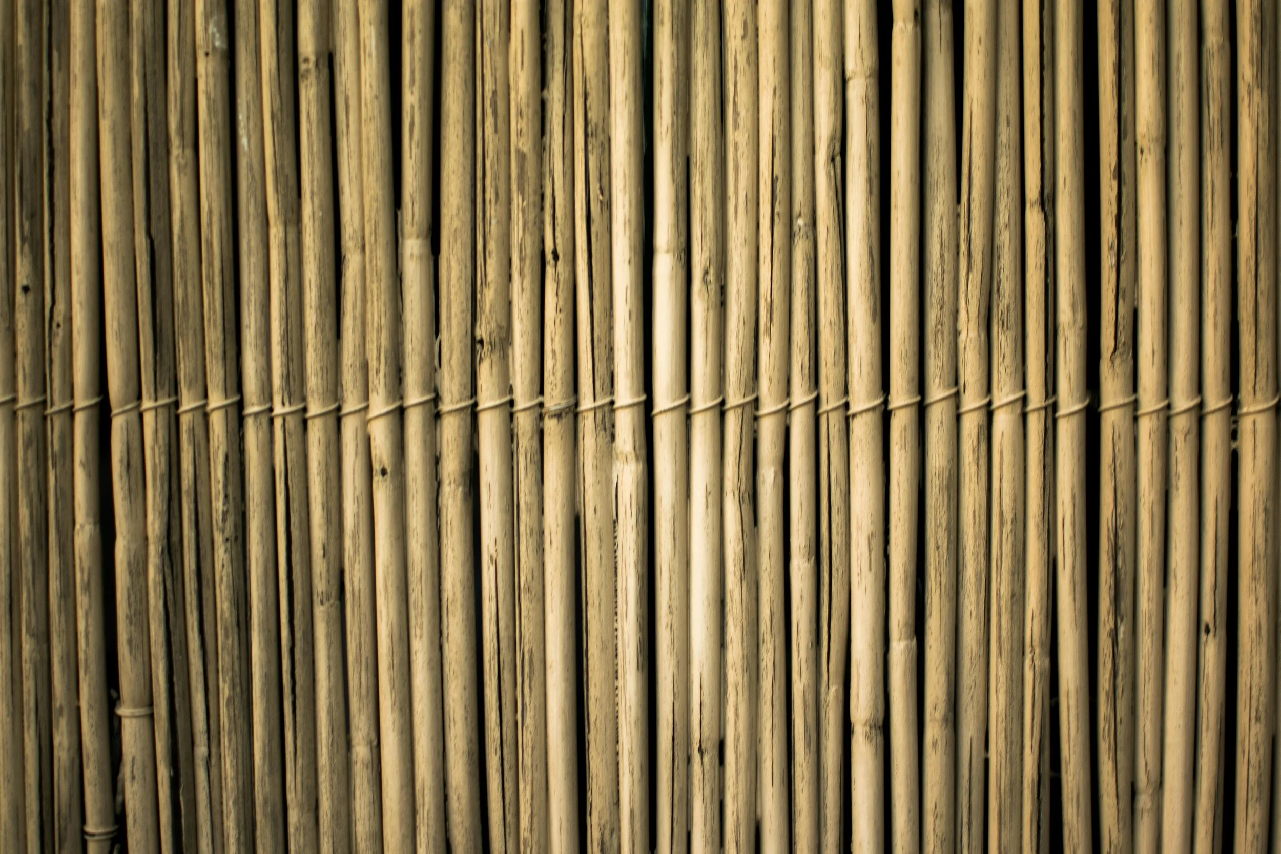 Close-up of a bamboo fence with vertical poles tied together in a row.