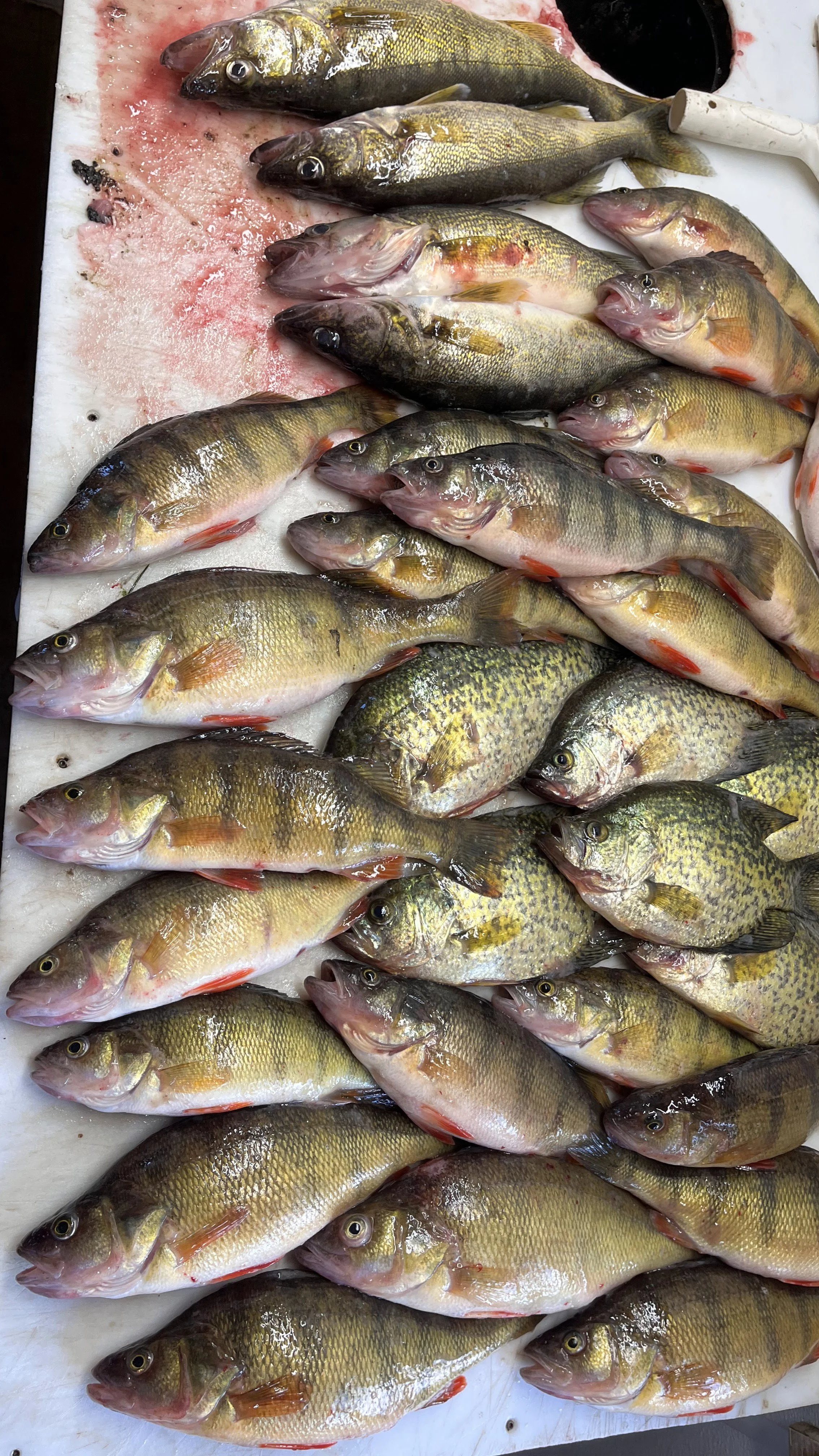 Multiple freshly caught yellow perch fish laid out on ice, with some fish overlapping each other.