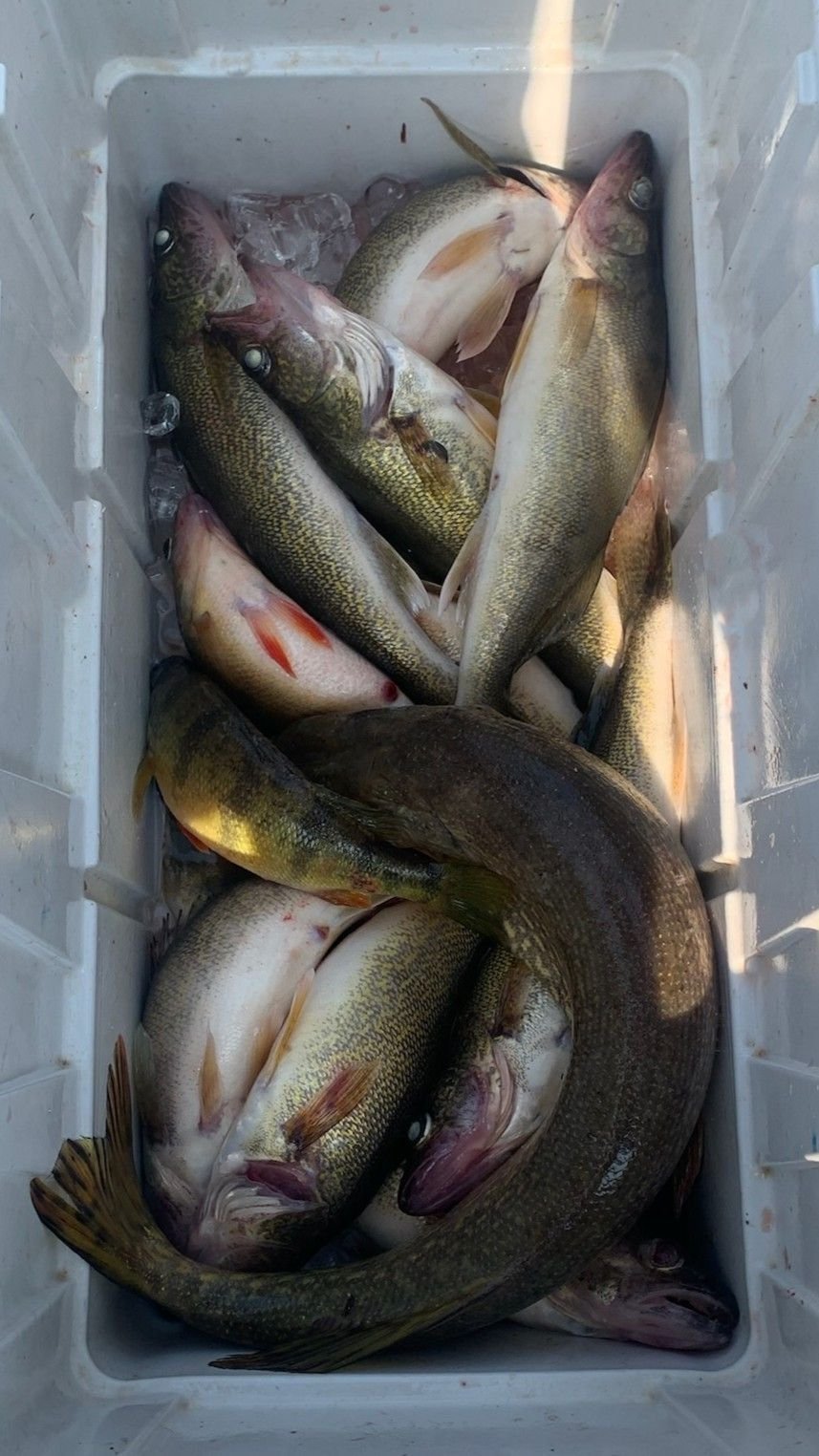 A cooler filled with various freshly caught fish on ice.