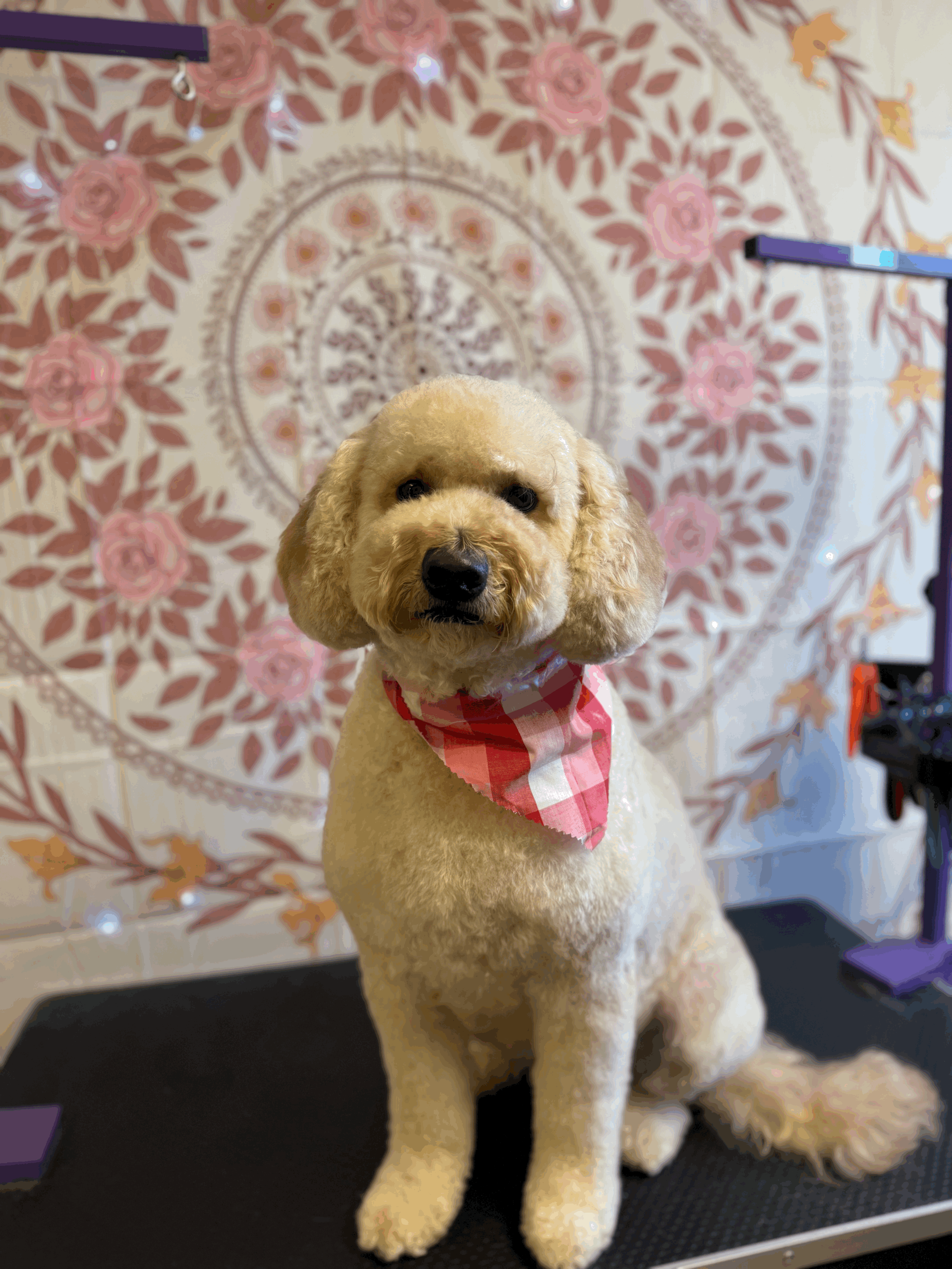 Small Dog Grooming